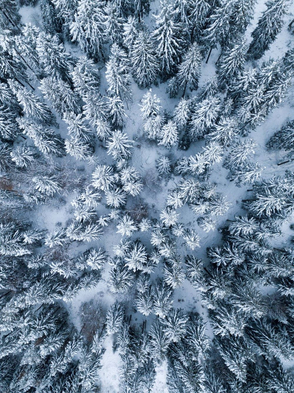 iPad 桌布 壁紙 — 在柔和藍光下，茂密冬季森林中白雪覆蓋的松樹的鳥瞰圖。