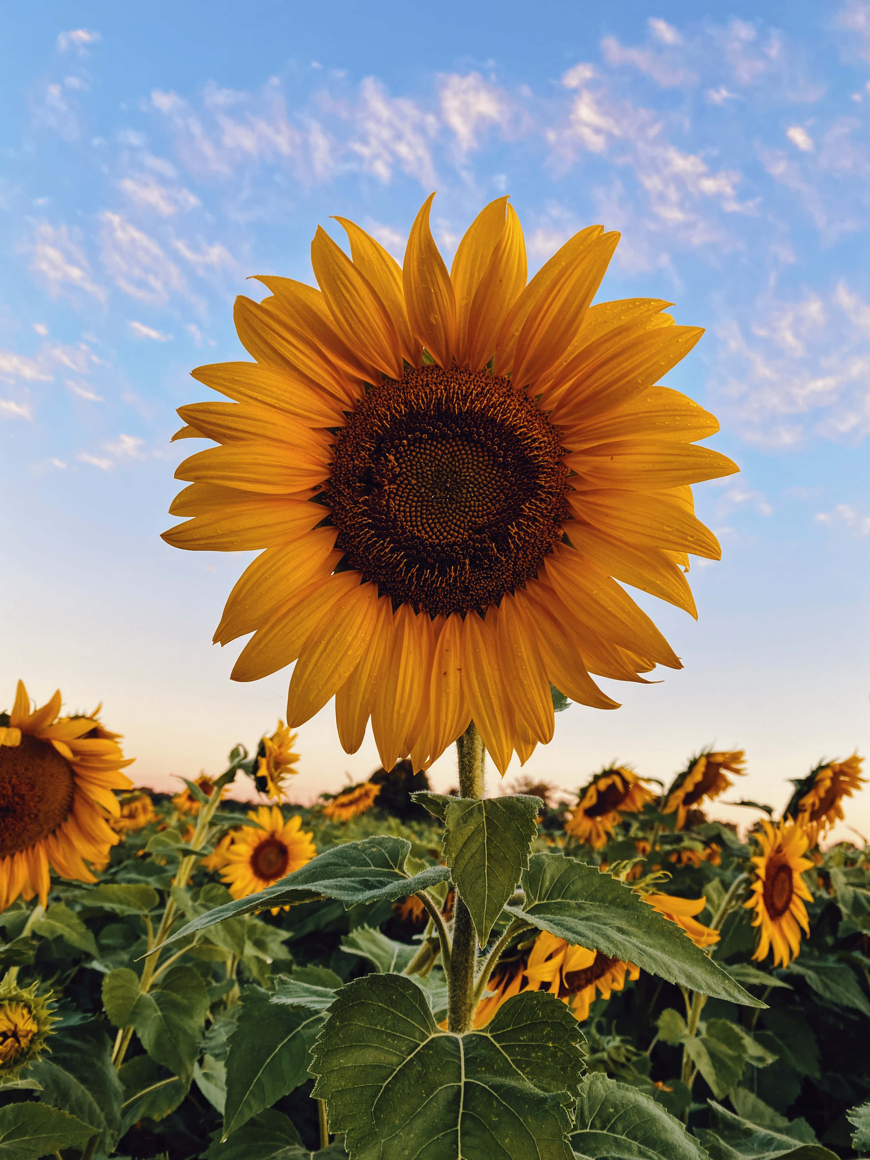 Aesthetic Sunflower 桌布 壁紙 — 在柔和藍天與縷縷白雲下，黃金時刻的向日葵花田充滿活力。