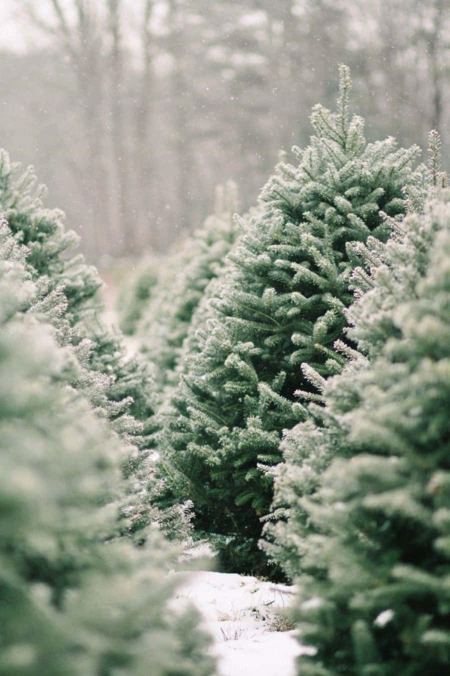 聖誕樹動畫 桌布 壁紙 — 在柔和陰天的光線下，白雪輕輕覆蓋著寂靜冬日森林中一排排的常綠樹。