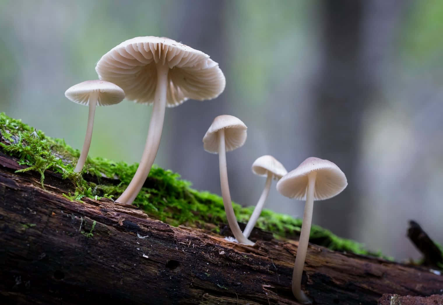 蘑菇 桌布 壁紙 — 在柔焦的森林環境中，細膩的淡色蘑菇從長滿苔蘚的木頭上冒出來。