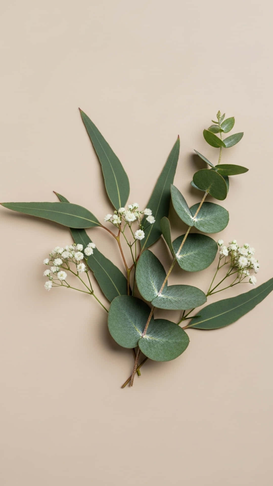 Flowers Background with Blooming Garden, Soft Petals and Green Leaves 壁紙 — 在柔軟的米色背景上，新鮮的尤加利樹枝搭配圓形綠色葉子和精緻的白色滿天星花朵的平鋪佈置。