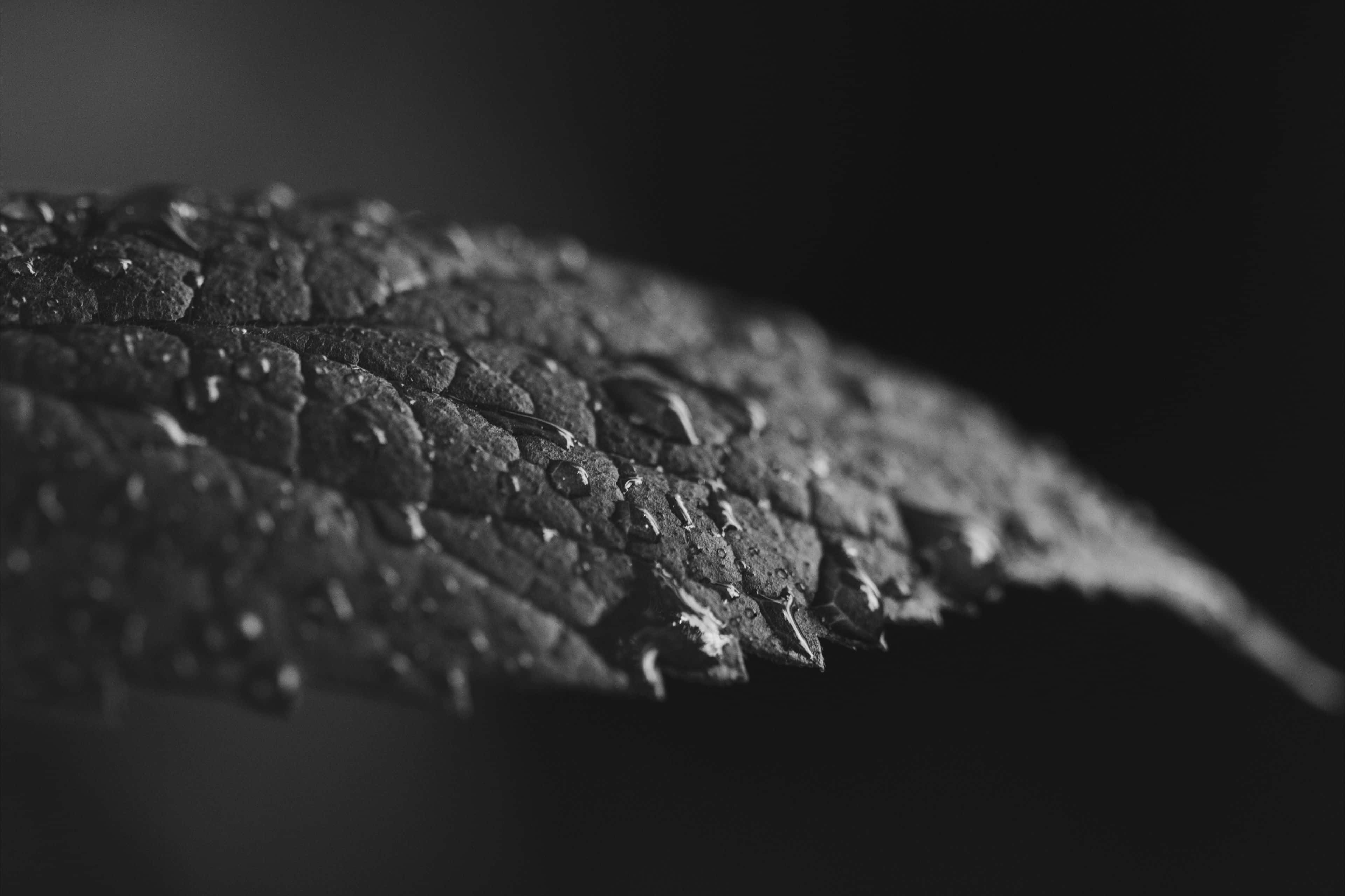 Grey Texture 桌布 壁紙 — 在模糊的深色背景下，一片有紋理的葉子帶有閃閃發光的水滴的單色特寫。