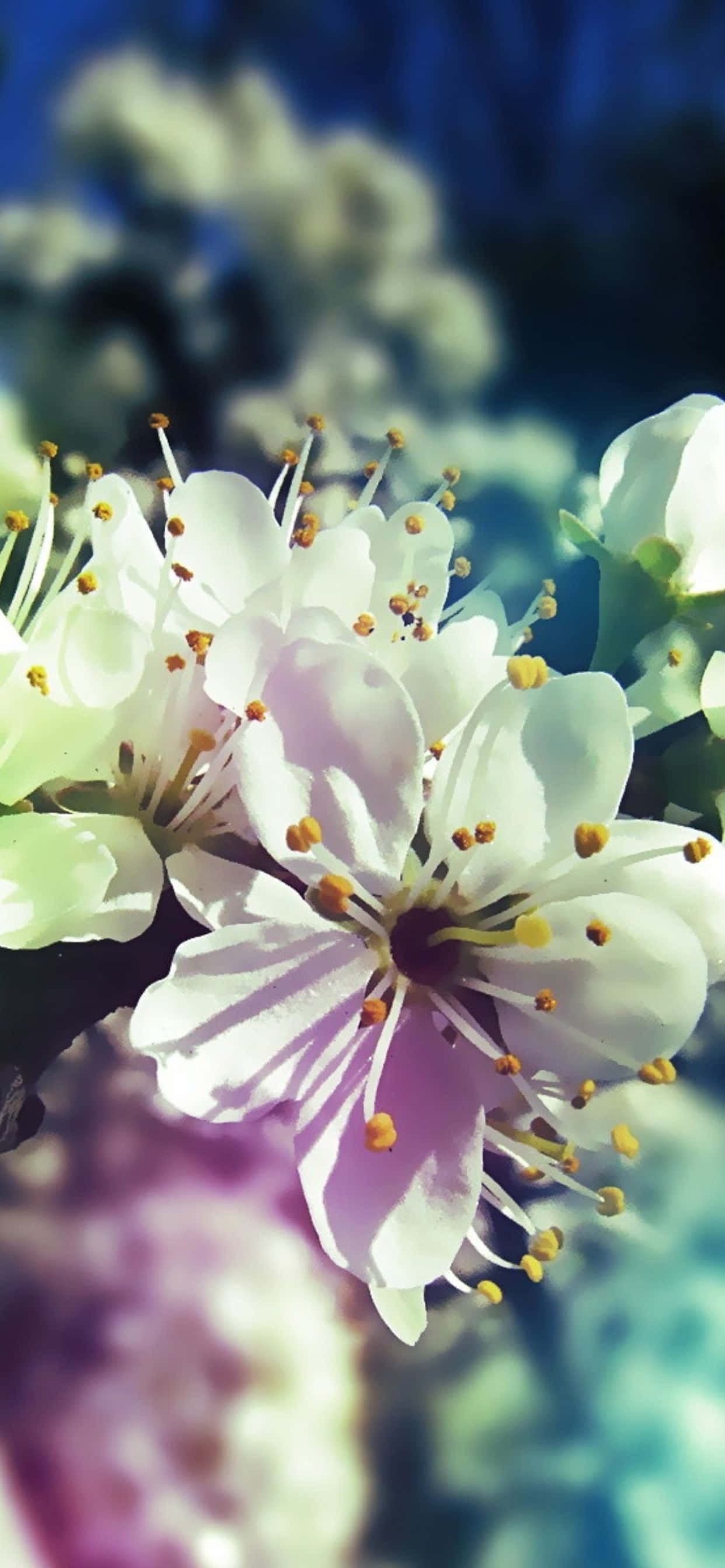 Pixel 3 Spring 桌布 壁紙 — 在模糊的藍綠色背景下，明亮的陽光下盛開的白色花朵特寫，帶有黃色雄蕊。