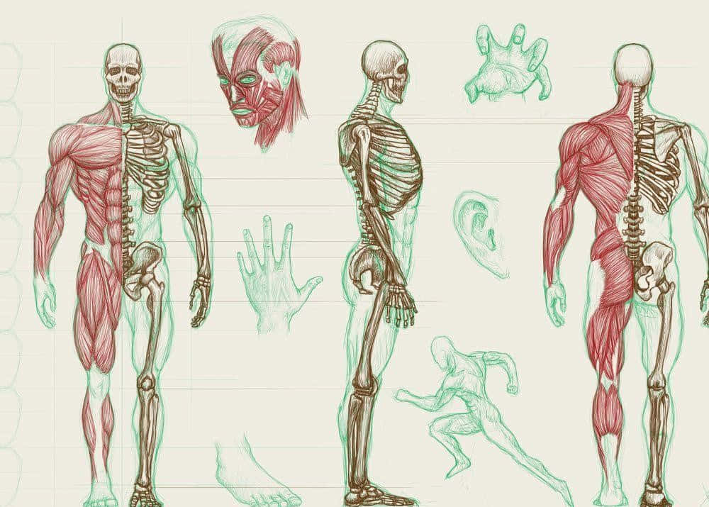 anatomy 桌布 壁紙 — 在橫線紙上以不同視角展示人類骨骼和肌肉系統的解剖學草圖。