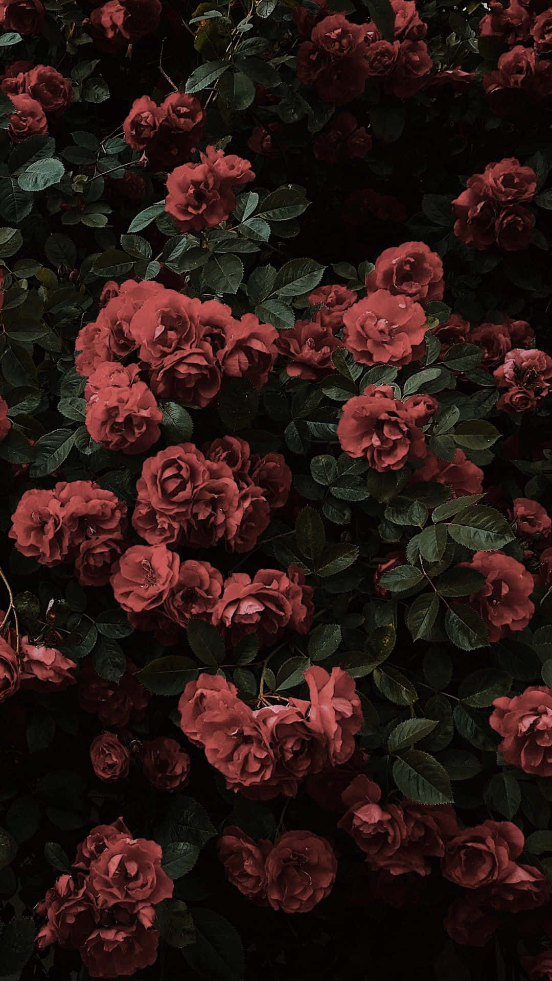 Tumblr Photography 桌布 壁紙 — 在氣氛燈光下，一簇深紅色玫瑰與深綠色葉片緊密相連。