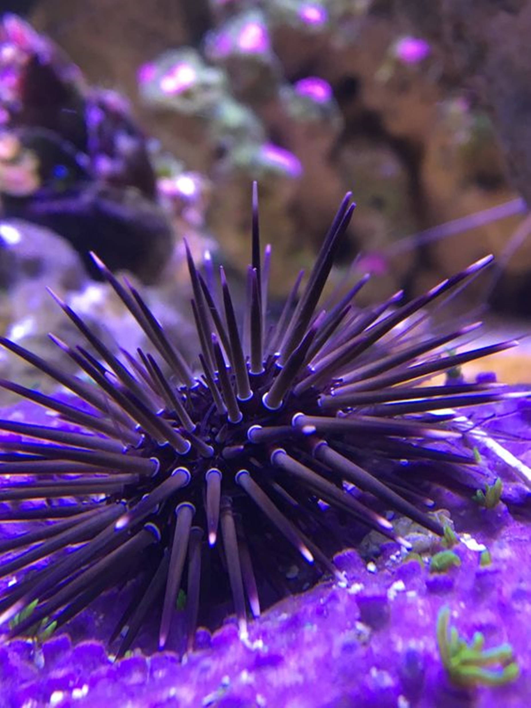 Seafood 桌布 壁紙 — 在水族箱燈光下，一隻深紫色的海膽帶著尖刺，在鮮豔的紫色珊瑚上休息的特寫。