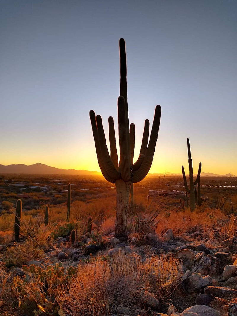 日落 桌布 壁紙 — 在沙漠景觀中，一棵高聳的仙人掌（saguaro cactus）剪影襯著金色日落，遠方有山脈。