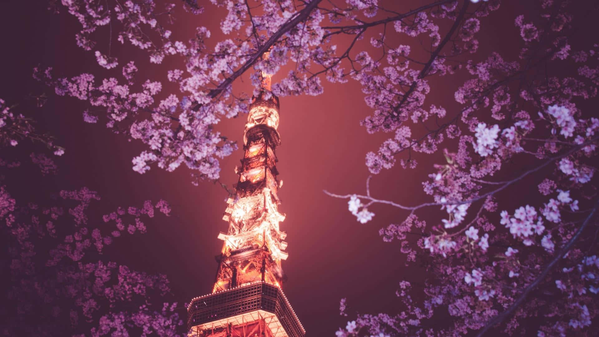 美學 桌布 壁紙 — 在深洋紅色夜空襯托下，閃耀的東京鐵塔被鮮豔粉紅櫻花環繞。