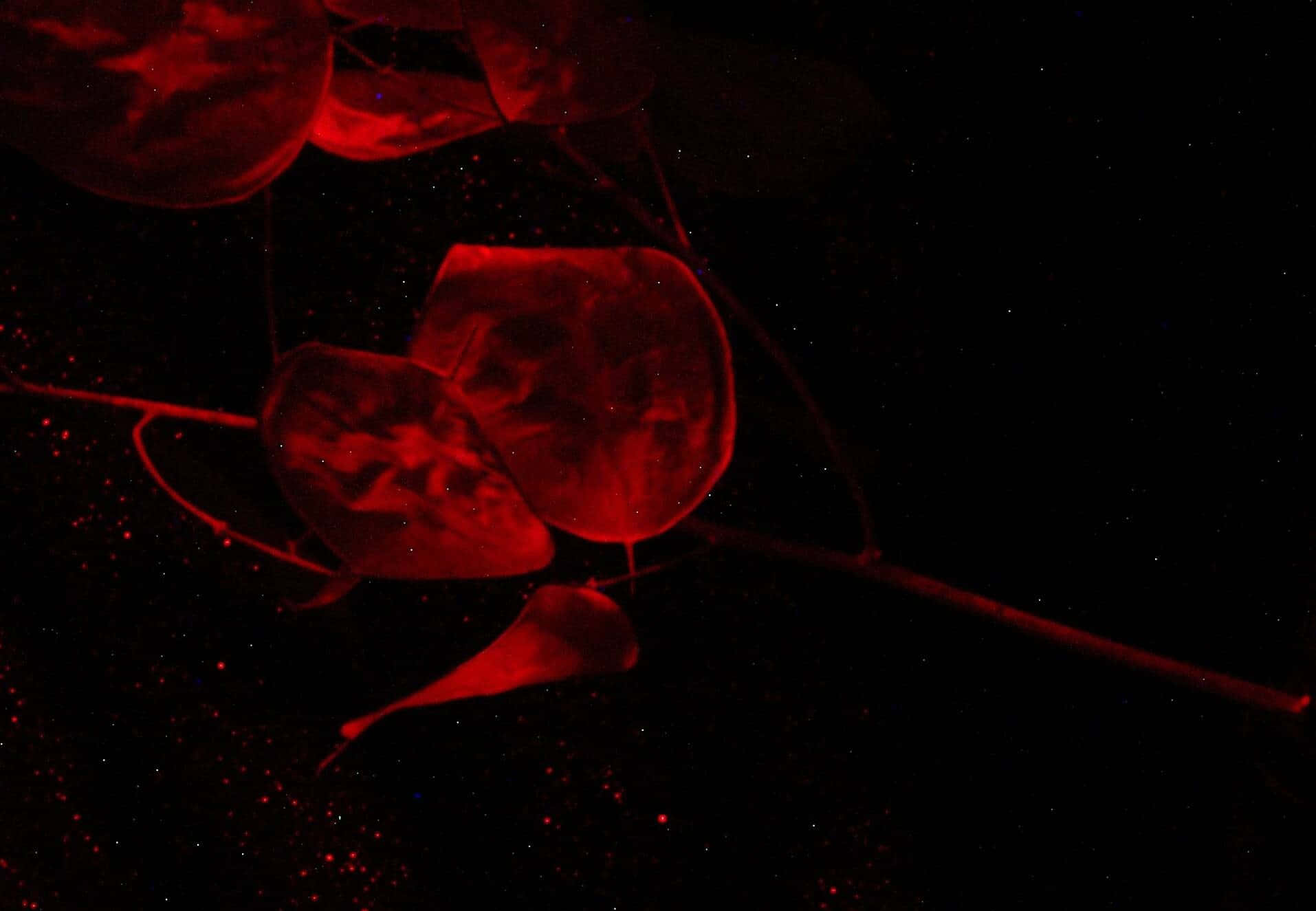 暗色花卉 桌布 壁紙 — 在深海場景中，發光的紅色水母在佈滿星星的黑色虛空中寧靜地漂浮。