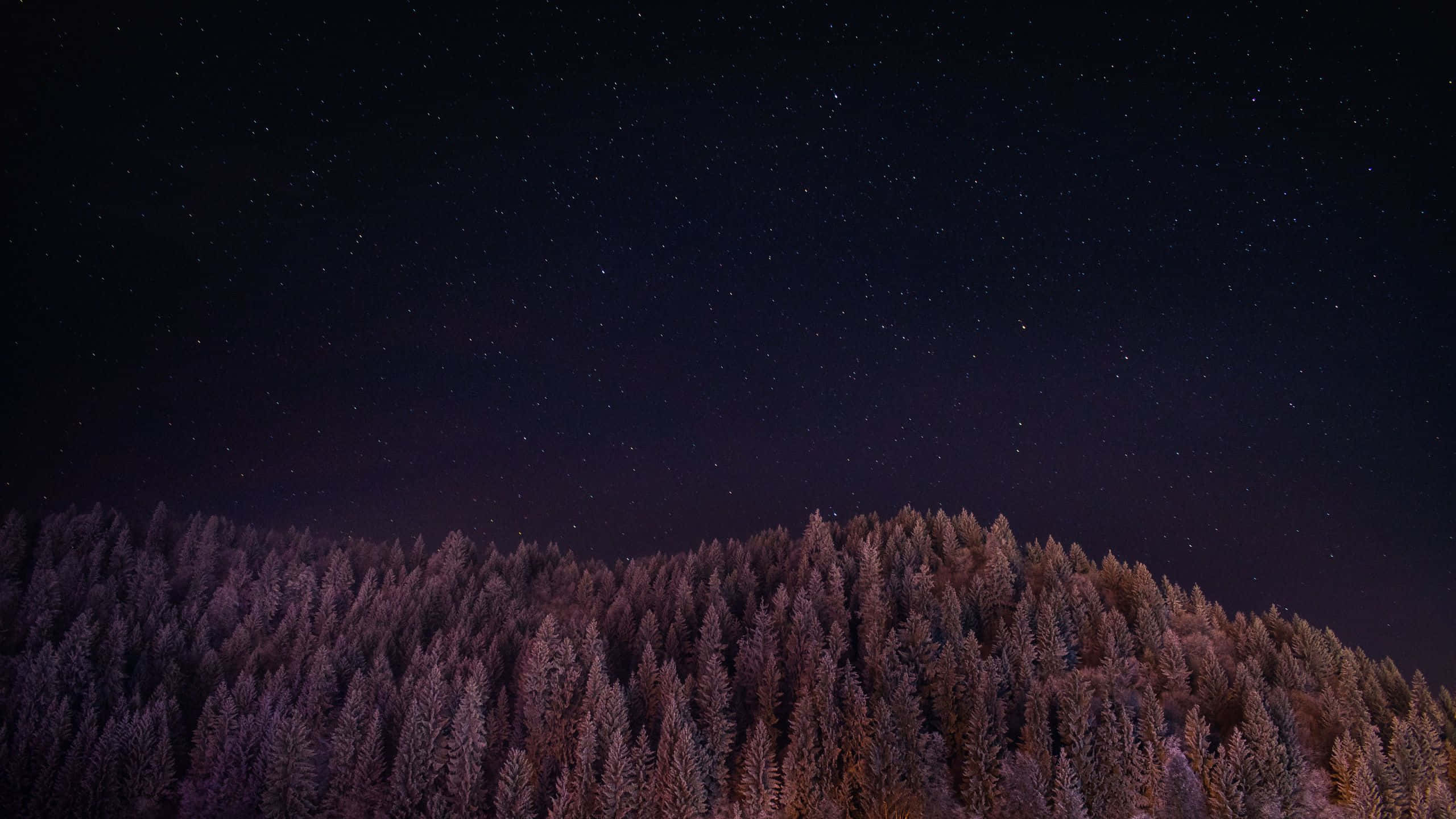 Dark Sky 桌布 壁紙 — 在深紫色和黑色調的星空下，覆蓋著白雪的松樹林。