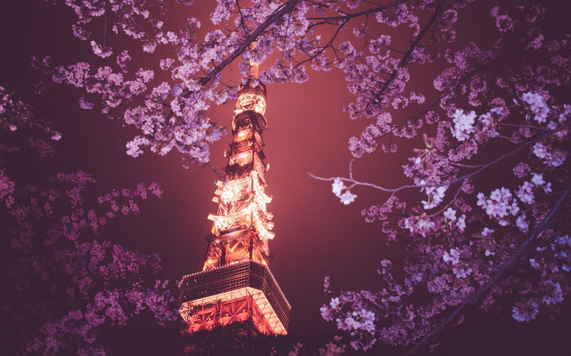 東京鐵塔 桌布 壁紙 — 在深紫色夜空下，盛開的櫻花襯托著發光的東京鐵塔。