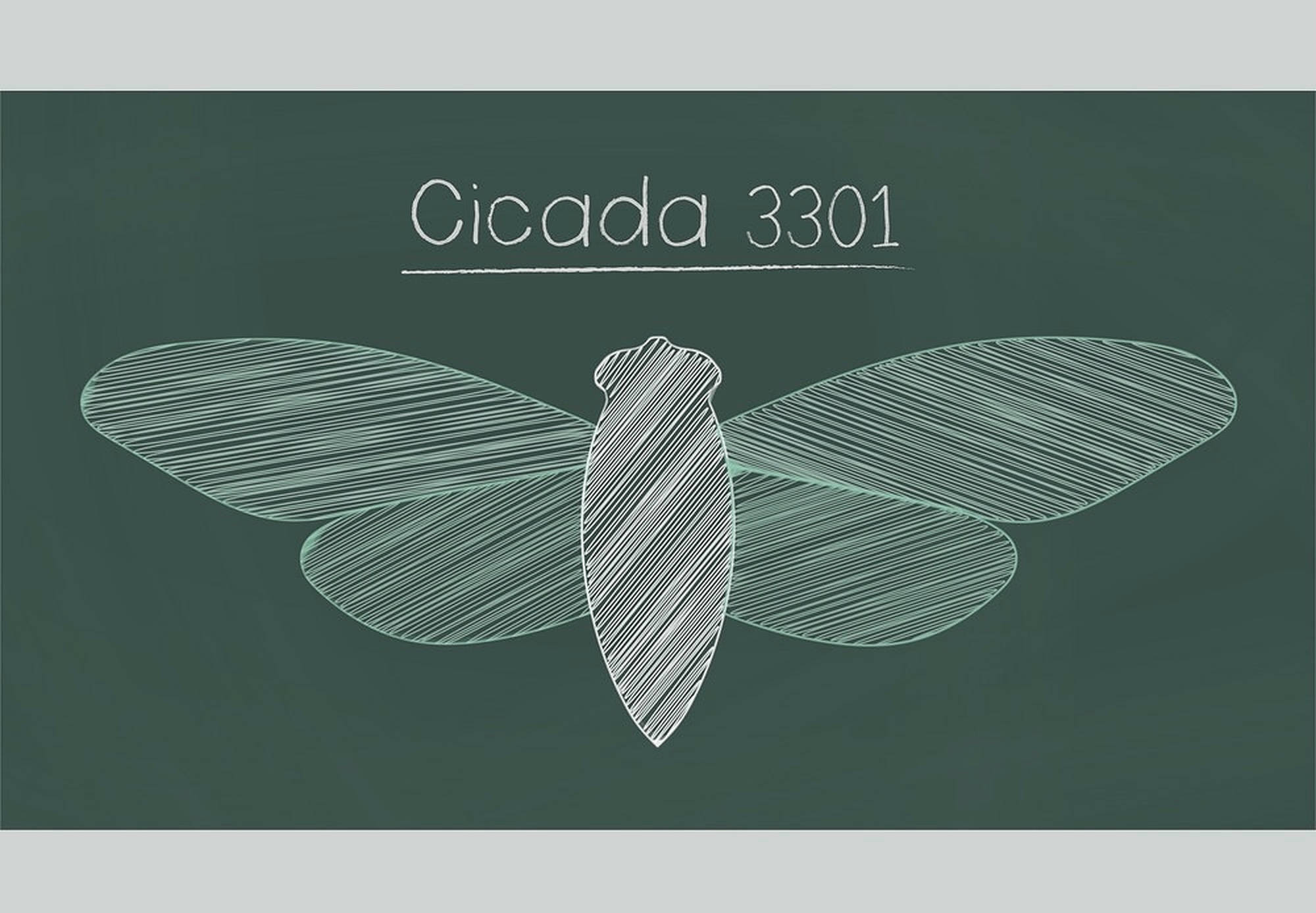 Cicada 桌布 壁紙 — 在深綠色黑板上用粉筆畫了一隻蟬，標示著 Cicada 3301，翅膀細節有紋理。