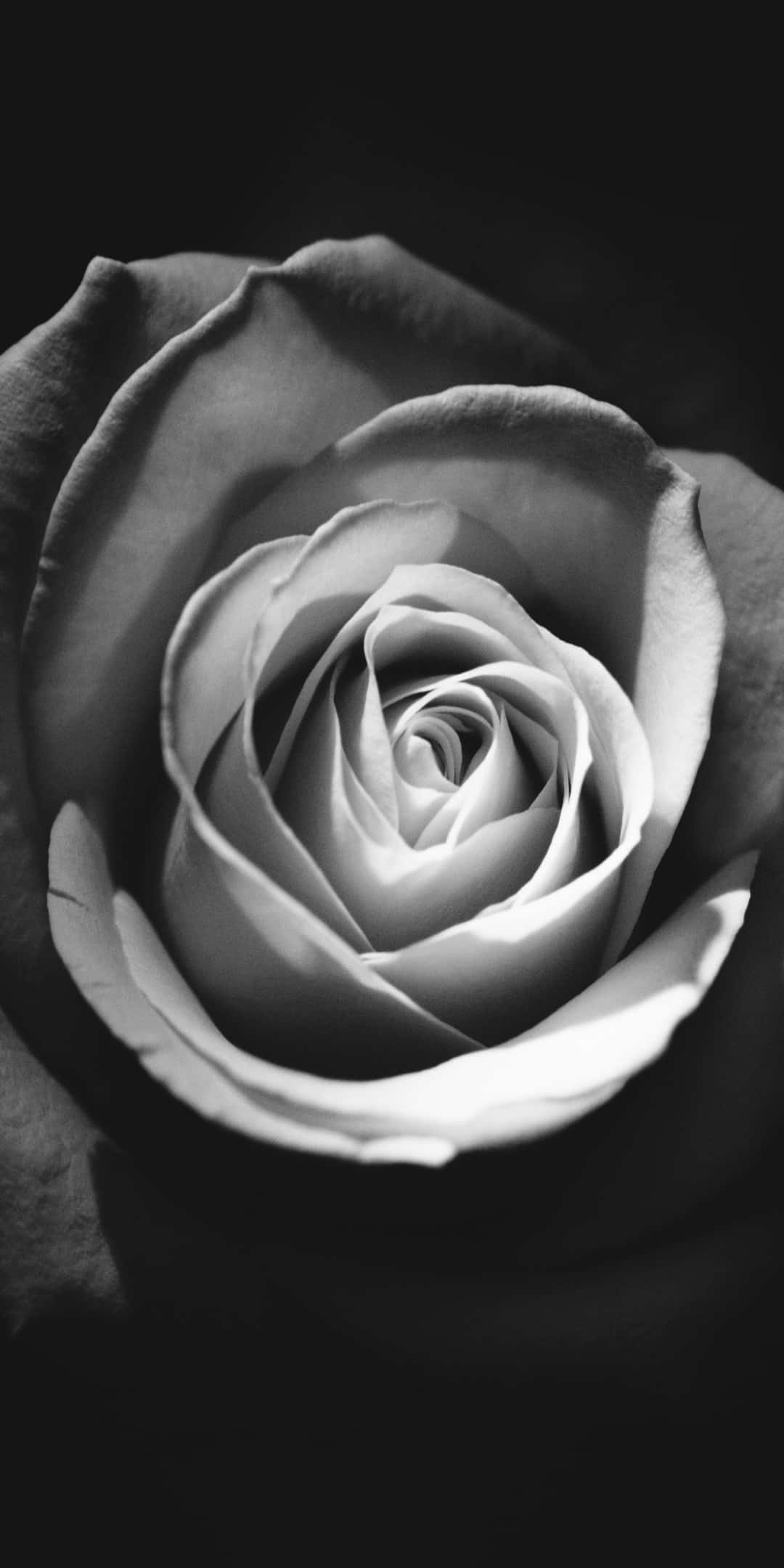 Pixel 3 Roses 桌布 壁紙 — 在深色背景下，一朵玫瑰錯綜複雜的螺旋花瓣的單色特寫。