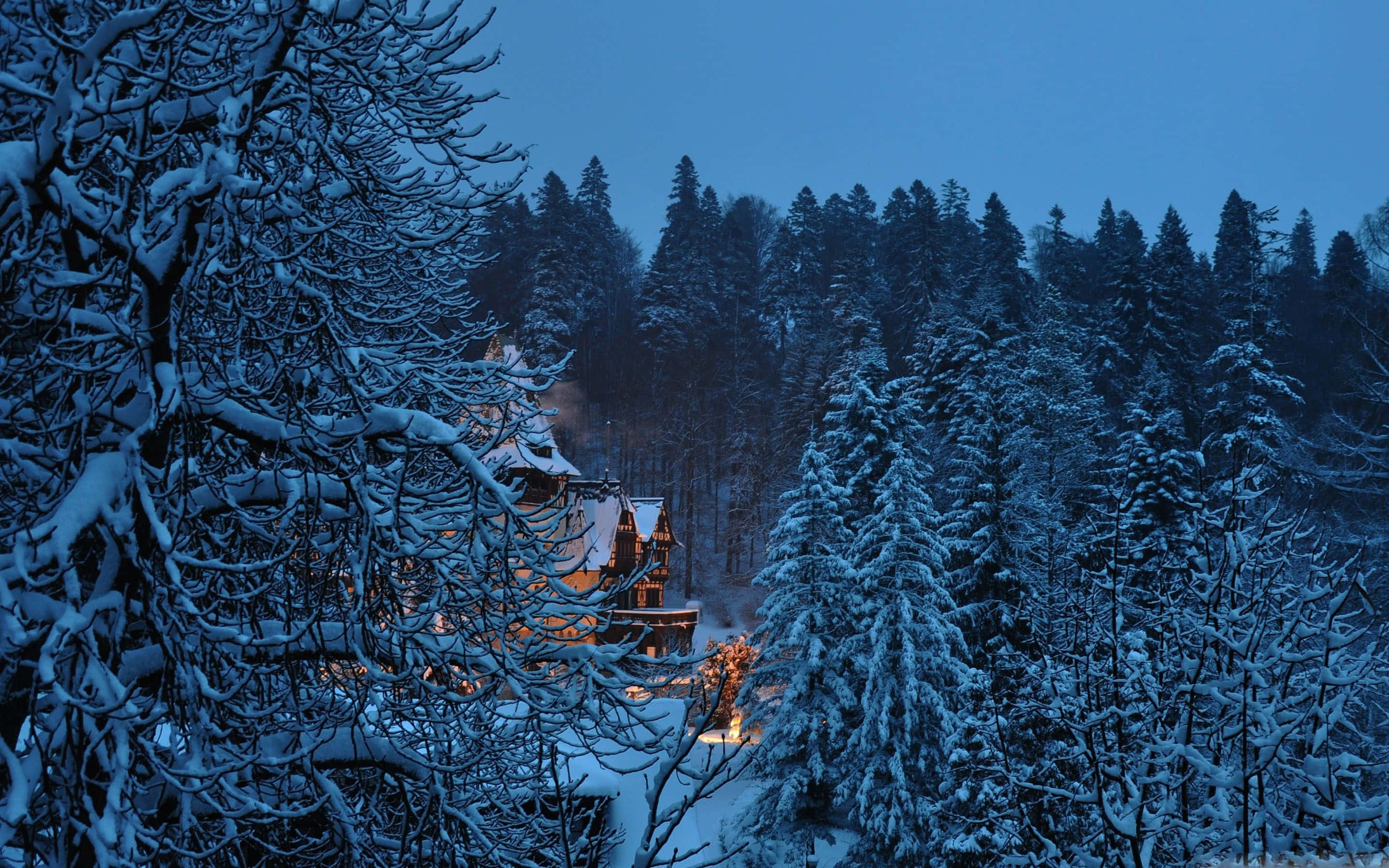 Winter Blues 桌布 壁紙 — 在深藍色暮色天空下，一座舒適的雪覆蓋小木屋在茂密的冬季森林中溫暖地發光。