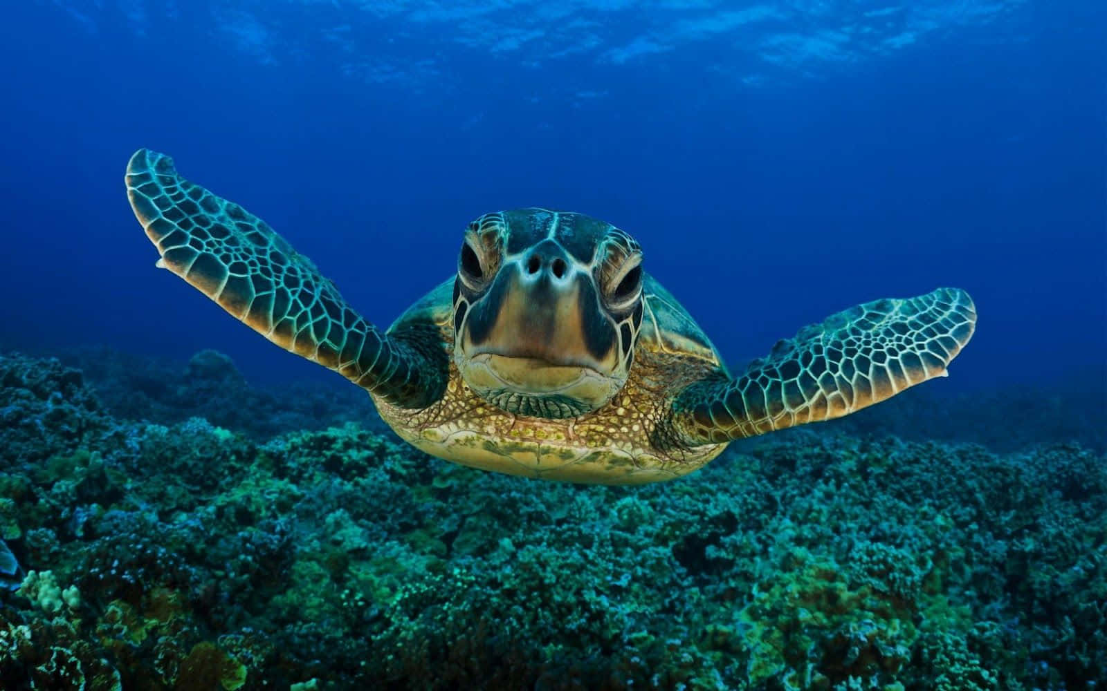 Turtle 桌布 壁紙 — 在深藍色海洋下，一隻綠海龜優雅地滑過充滿活力的珊瑚礁的特寫。