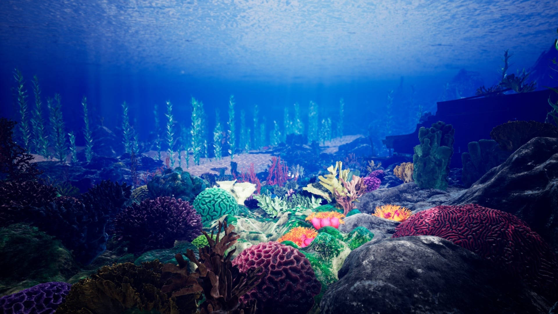 海洋 桌布 壁紙 — 在深藍色海洋下，充滿色彩繽紛海洋生物的活力珊瑚礁。