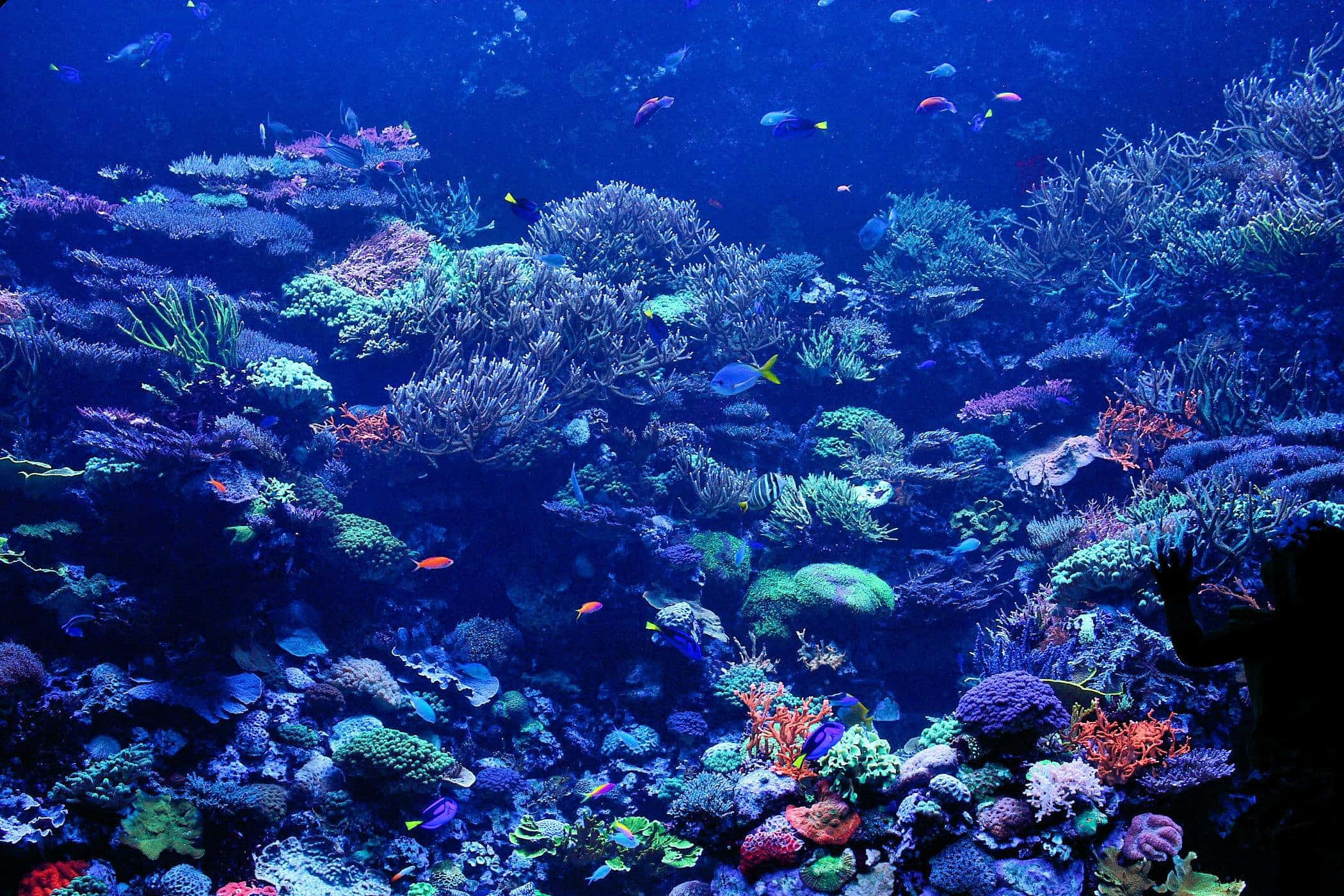 Coral Reef 桌布 壁紙 — 在深藍色海洋光線下，充滿色彩繽紛魚類的 vibrant 珊瑚礁。