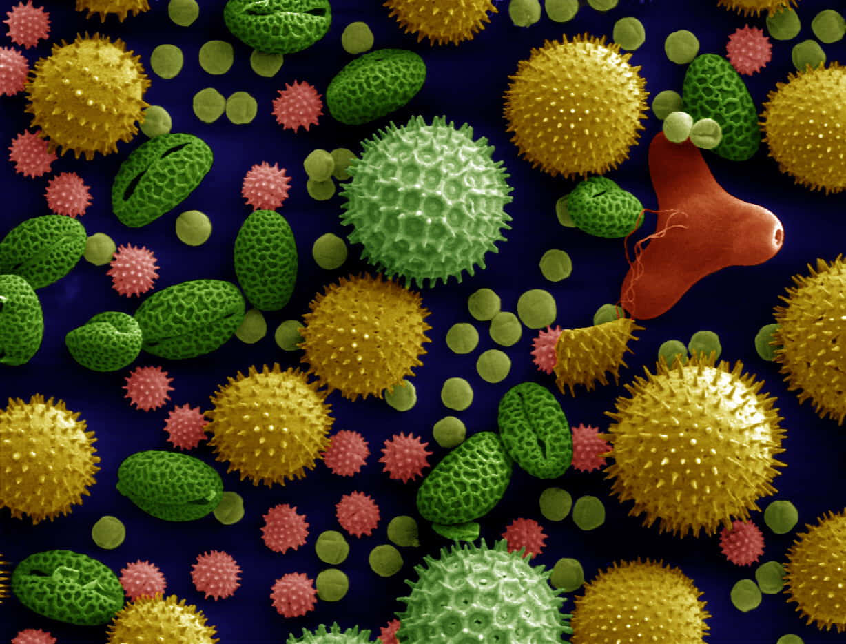 pollen 桌布 壁紙 — 在深藍色背景上，色彩繽紛的尖刺細胞和球體的顯微鏡視圖。