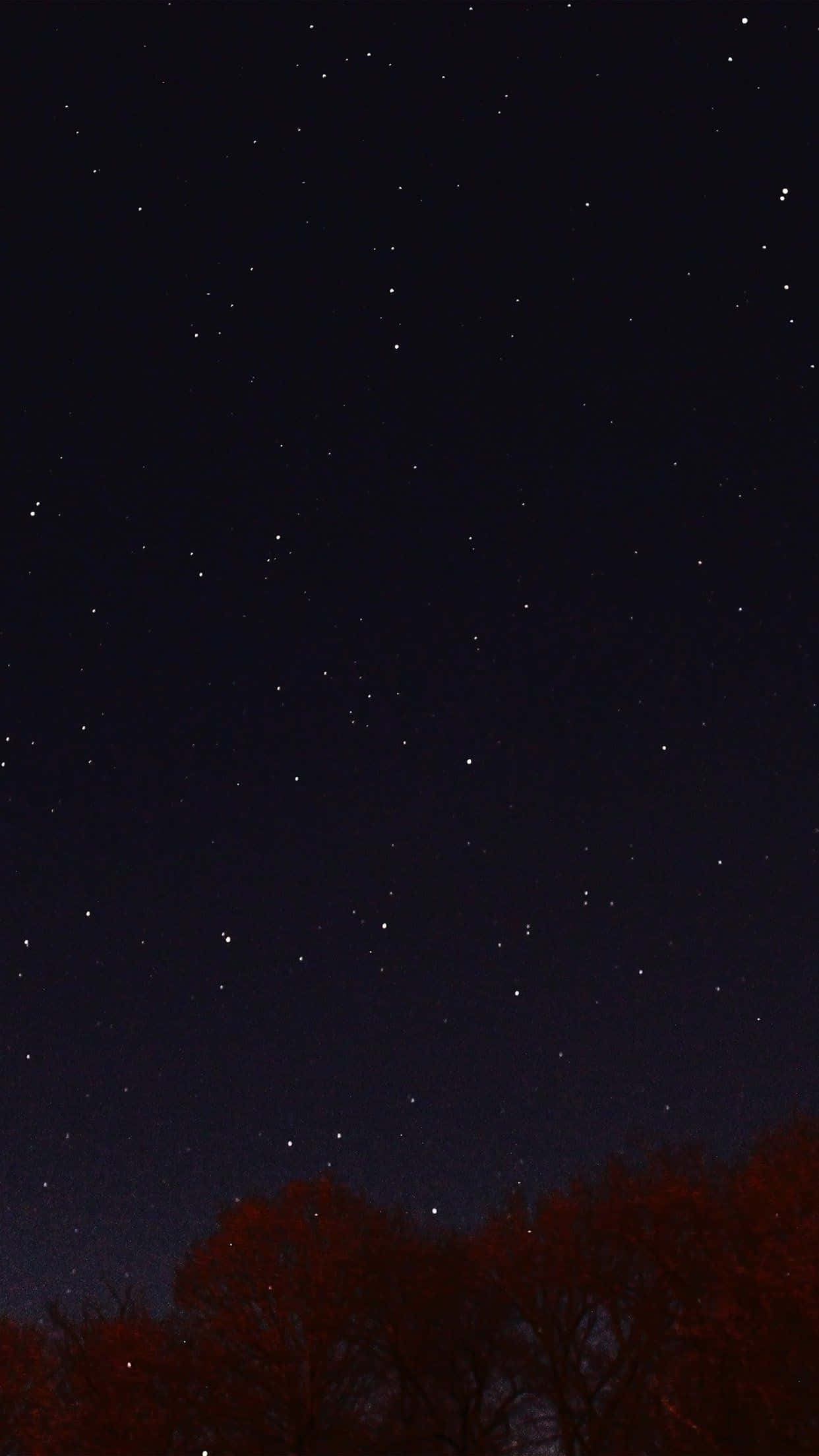 Stars 桌布 壁紙 — 在深靛藍色的廣闊天空下，剪影樹木上方有深紅色樹葉的星空夜空。