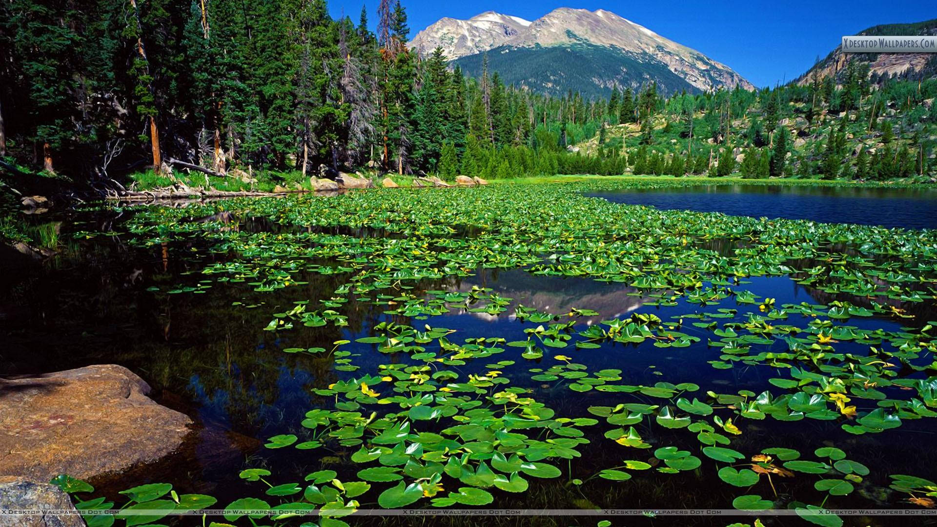 山景 桌布 壁紙 — 在清澈的藍天下，一個寧靜的山間湖泊點綴著充滿活力的綠色睡蓮葉和黃色花朵。