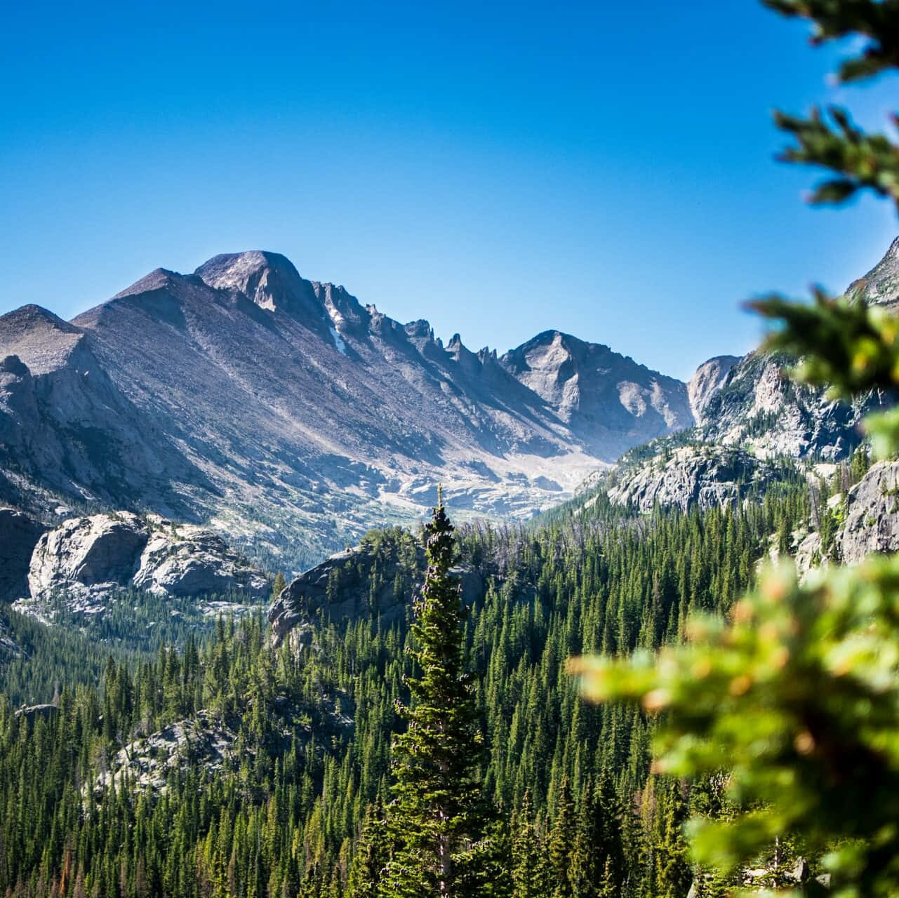 Colorado Mountain 桌布 壁紙 — 在清澈藍天下，由充滿活力的綠色松樹框住的崎嶇山峰的壯麗景色。