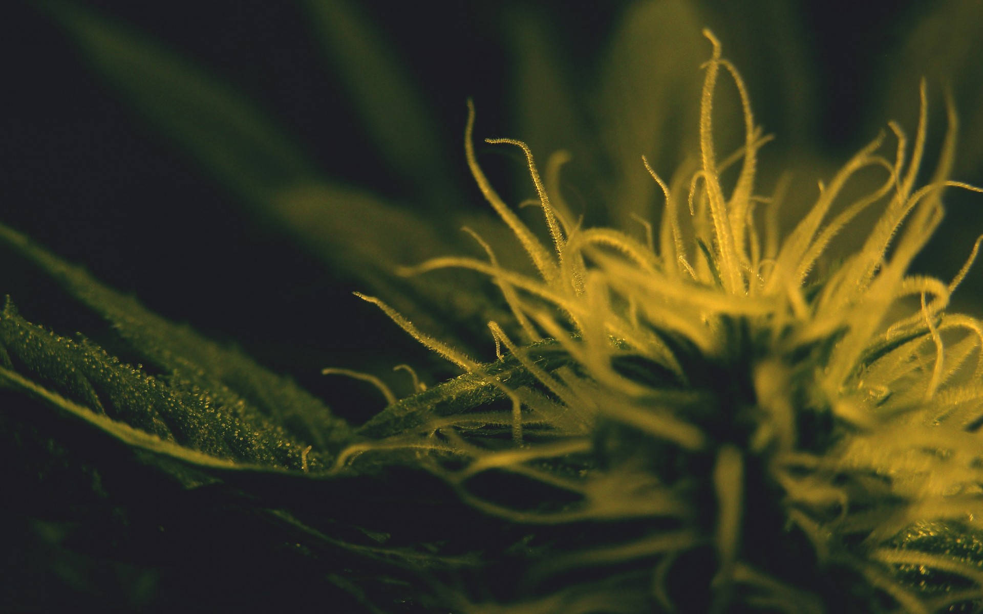 大麻花的特寫，帶有發光的黃色雌蕊和深綠色葉片。 — 大麻 壁紙