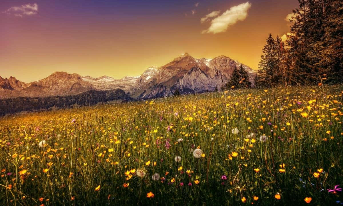 Meadow 桌布 壁紙 — 在溫暖的日落天空下，一片金色的野花在白雪覆蓋的山脈前盛開。