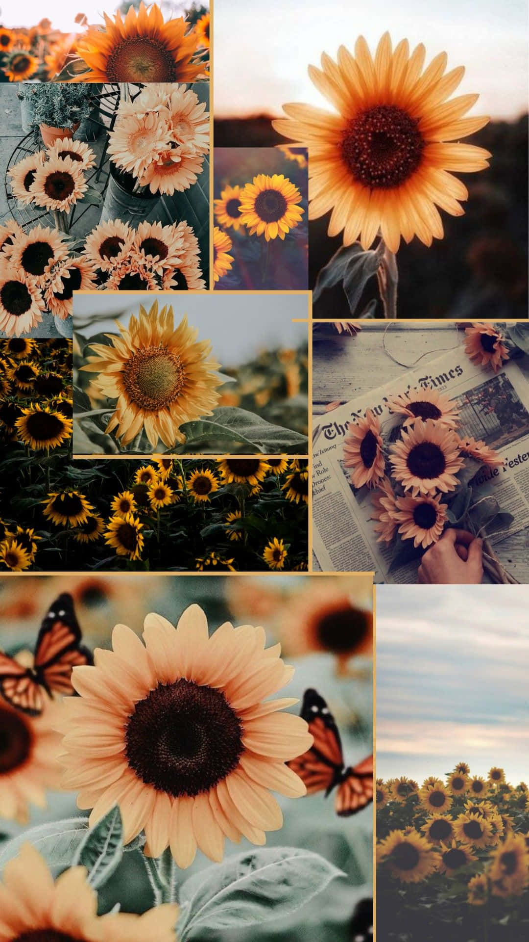 Aesthetic Sunflower 桌布 壁紙 — 在溫暖的金色光線下，向日葵在田野和佈置中的充滿活力的拼貼畫，帶有蝴蝶和報紙點綴。