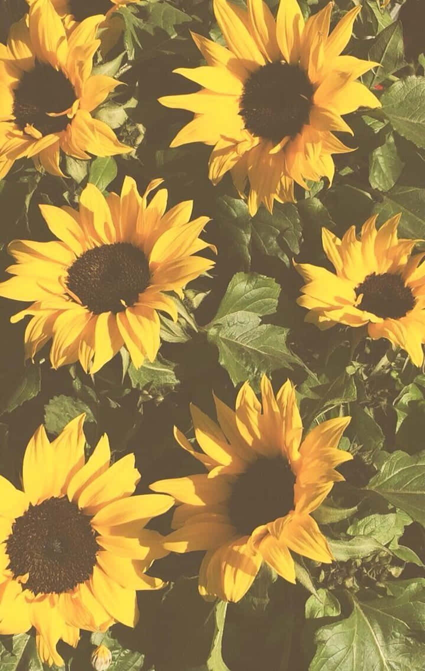 Yellow Sunflower Aesthetic 桌布 壁紙 — 在溫暖的金色光芒下，深色花心的鮮豔向日葵在茂密的綠葉間盛開。