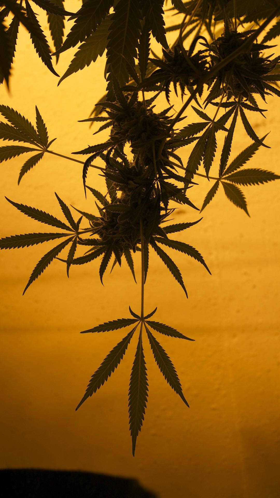 鎖屏 桌布 壁紙 — 在溫暖的金色背景下，帶有詳細葉片和花蕾的大麻植物剪影。