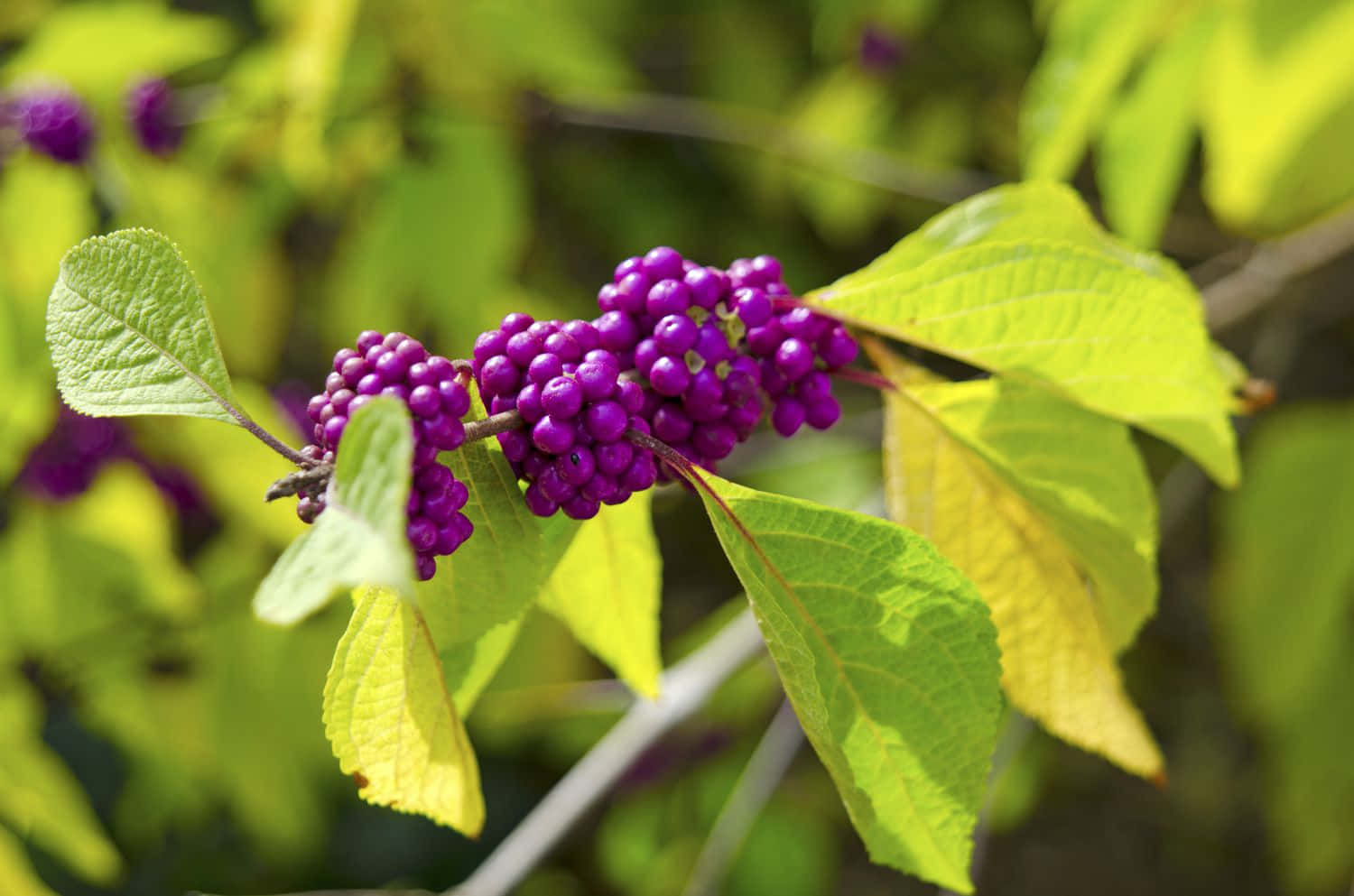 Purple Berries 桌布 壁紙 — 在溫暖的陽光下，鮮豔的紫色漿果簇擁在帶有亮綠色葉子的樹枝上。