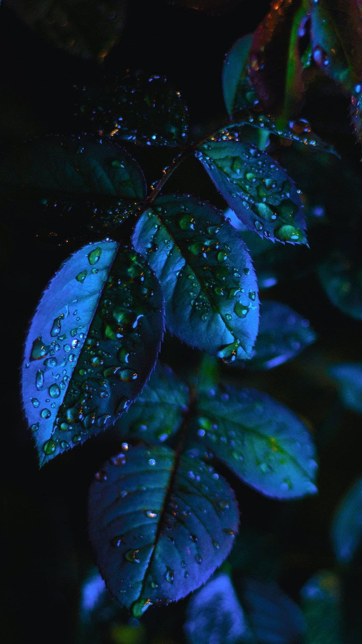 Amazing 桌布 壁紙 — 在漆黑的夜間燈光下，閃閃發光的露珠依附在鮮豔的藍綠色葉子上。