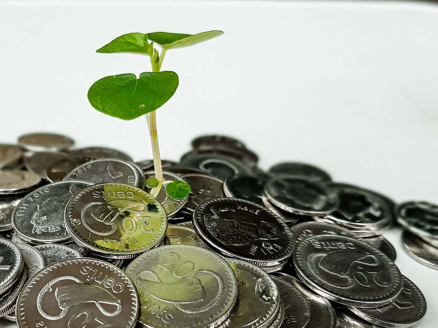 金融 桌布 壁紙 — 在潔白的背景上，一堆銀幣中長出一棵充滿活力的綠色嫩芽。