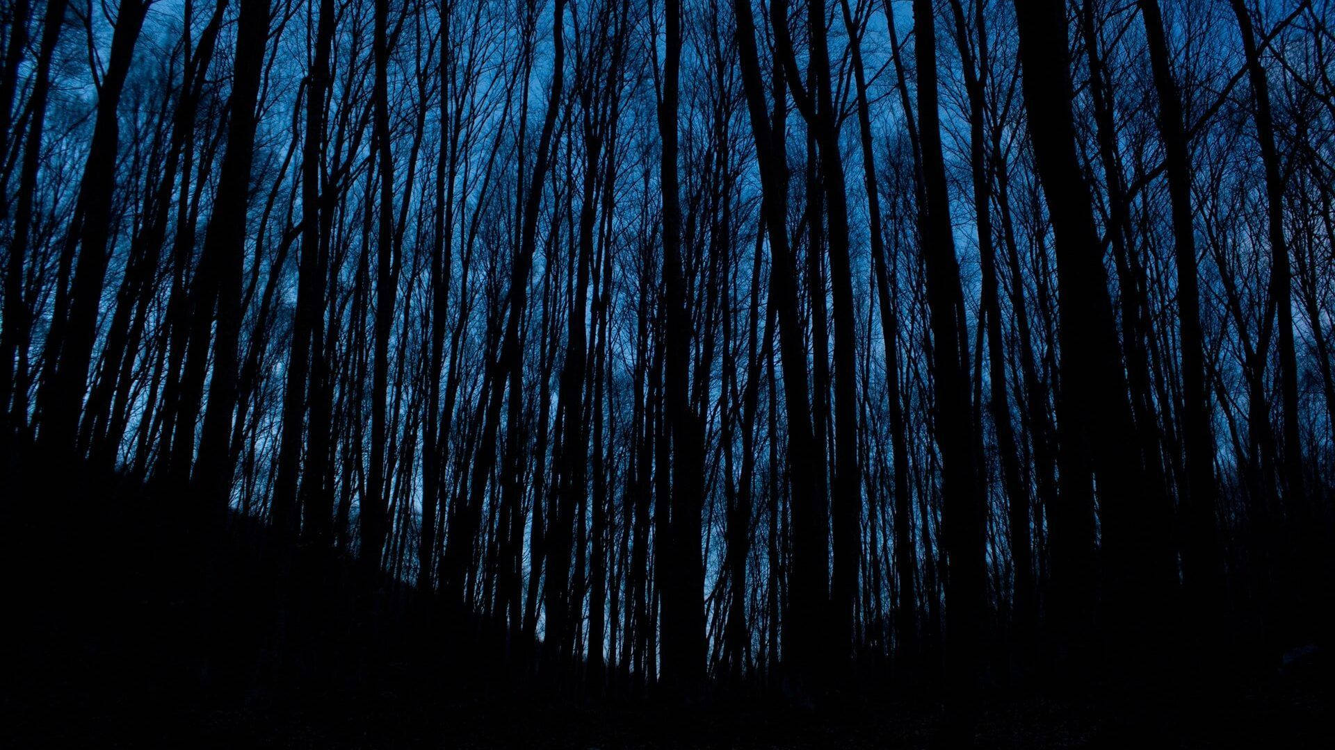 Aesthetic Dark Blue 桌布 壁紙 — 在濃密陰森的森林中，樹幹的剪影在深藍色的暮色天空下升起。