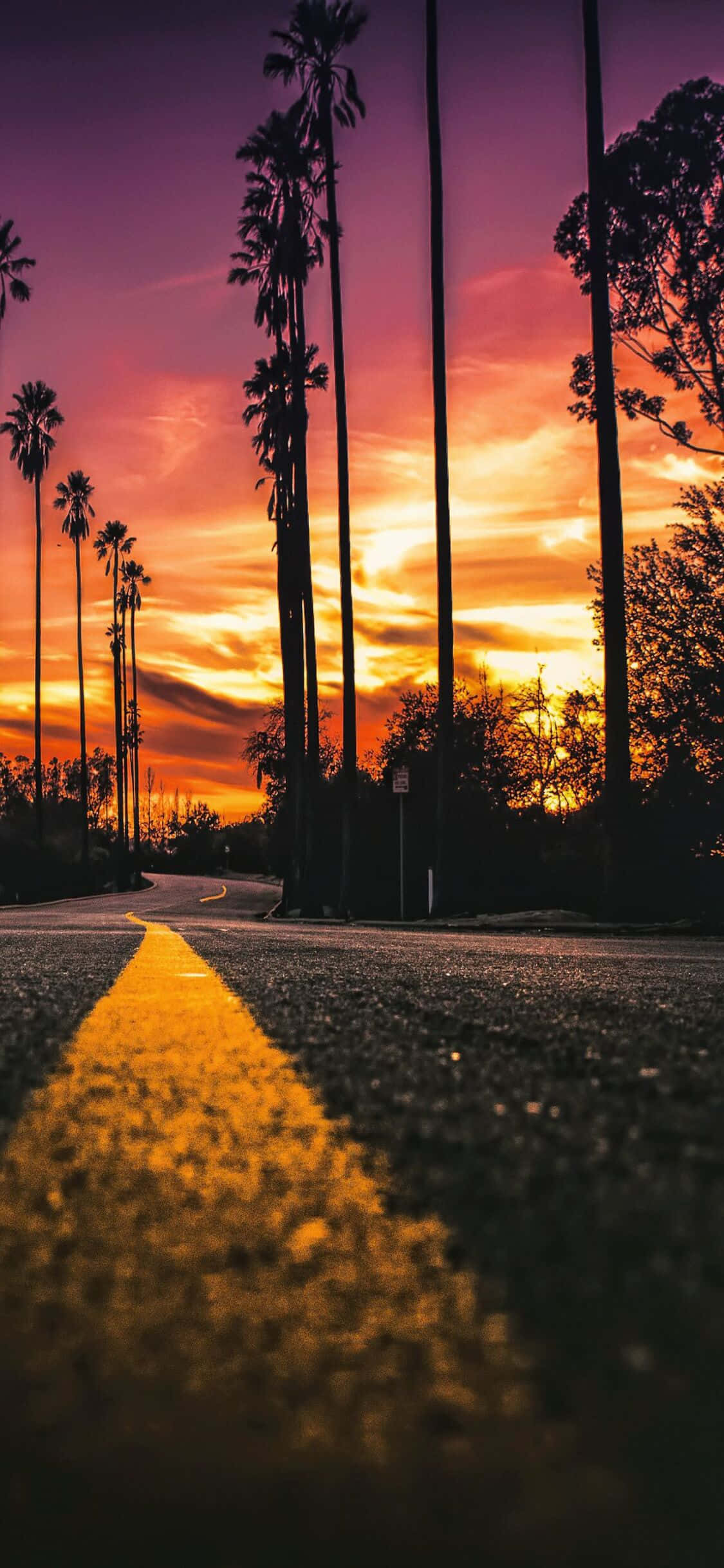 iPhone X California 桌布 壁紙 — 在火紅橙紫天空下，一條蜿蜒的道路被高大的棕櫚樹剪影所框住。