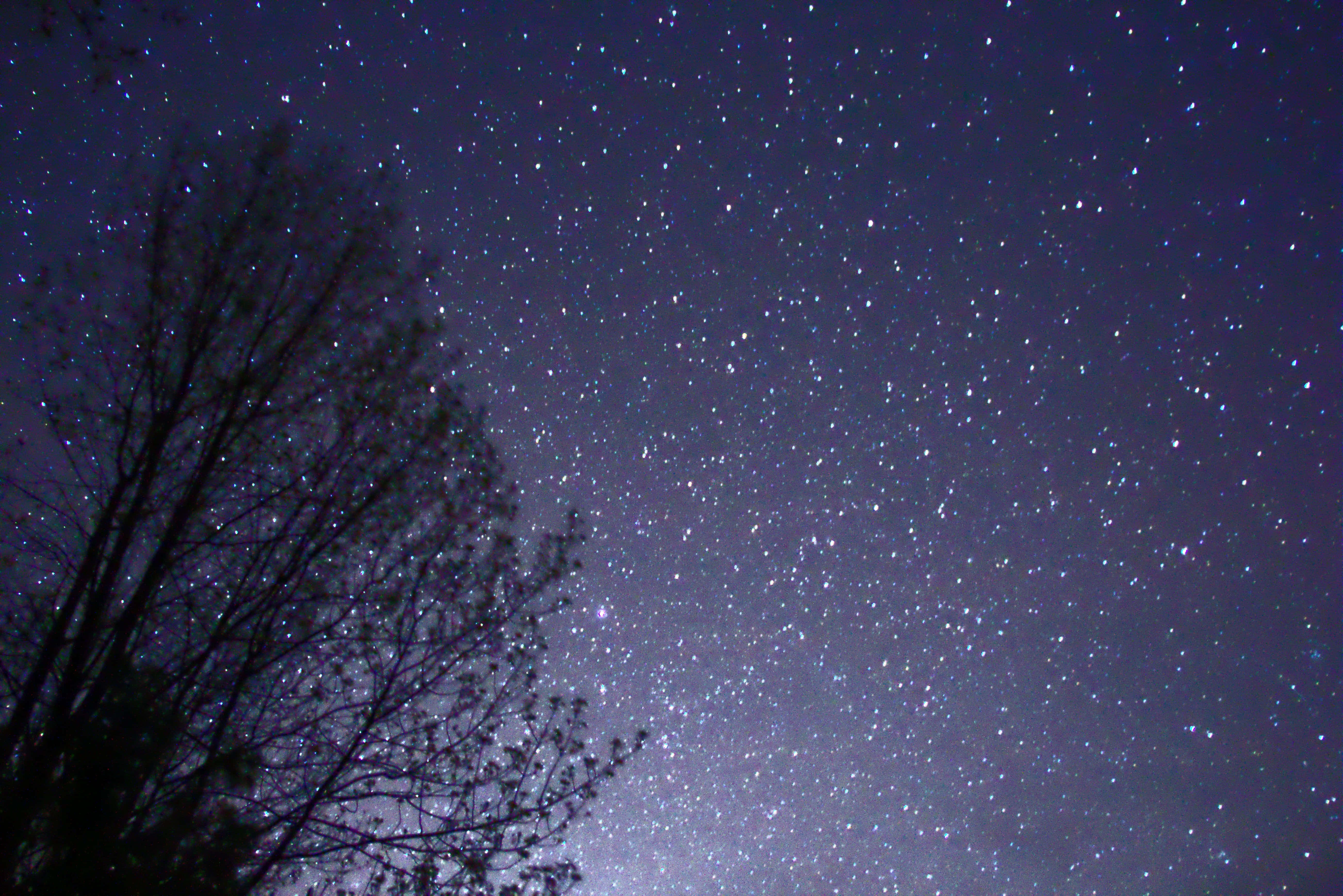 夜空 桌布 壁紙 — 在無葉樹的黑暗剪影之上，有無數閃爍星星的星空夜空。