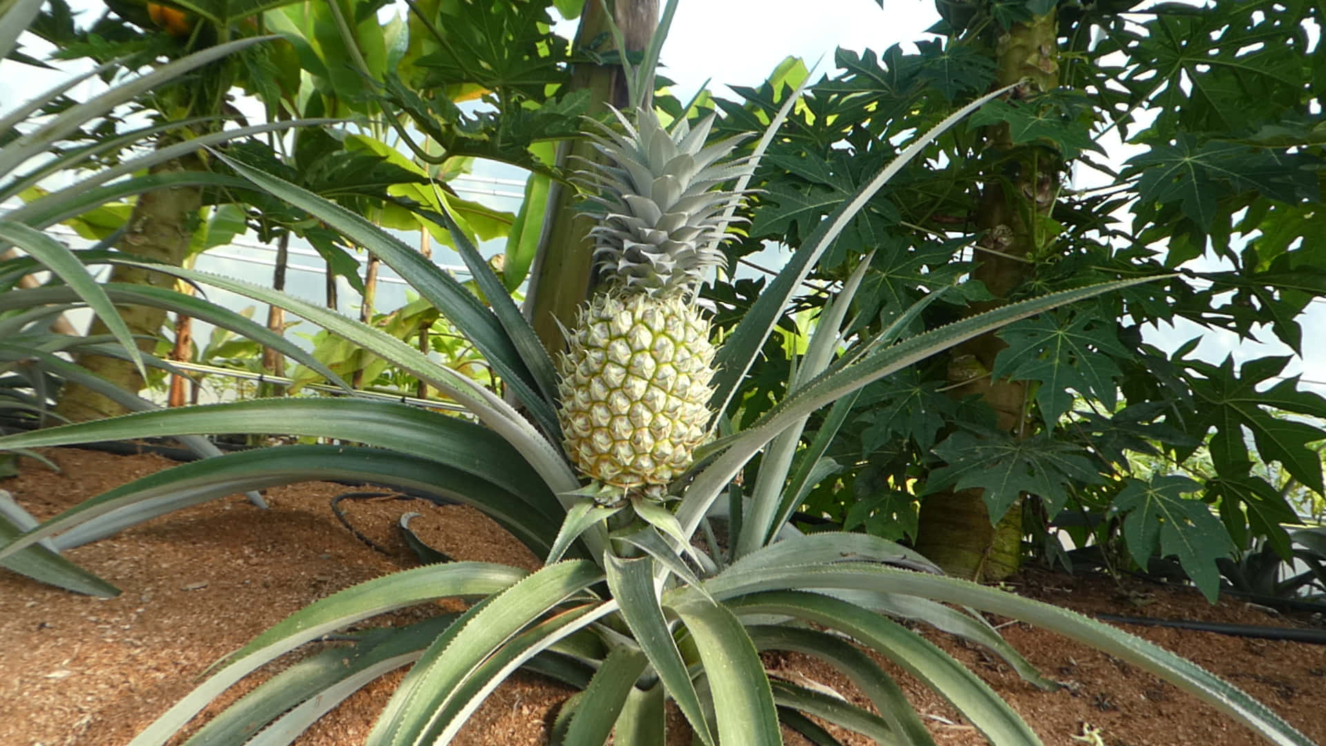 Pineapple 桌布 壁紙 — 在熱帶溫室環境中，成熟的鳳梨在茂密的綠葉間生長，沐浴在明亮的日光下。