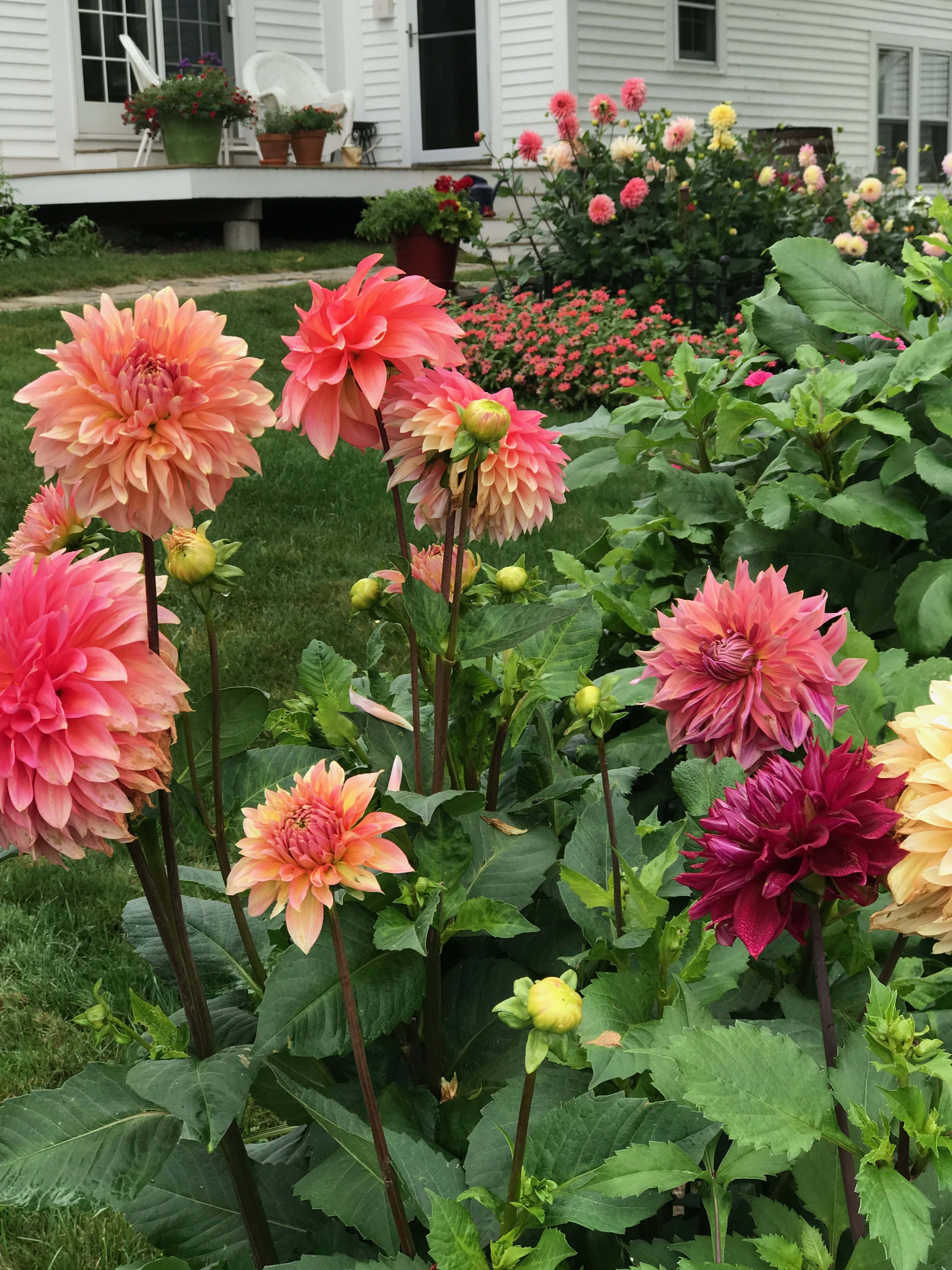 Dahlia 桌布 壁紙 — 在白色房屋門廊旁的陽光花園中，鮮豔的珊瑚色和粉紅色大麗花與茂盛的綠葉一起綻放。