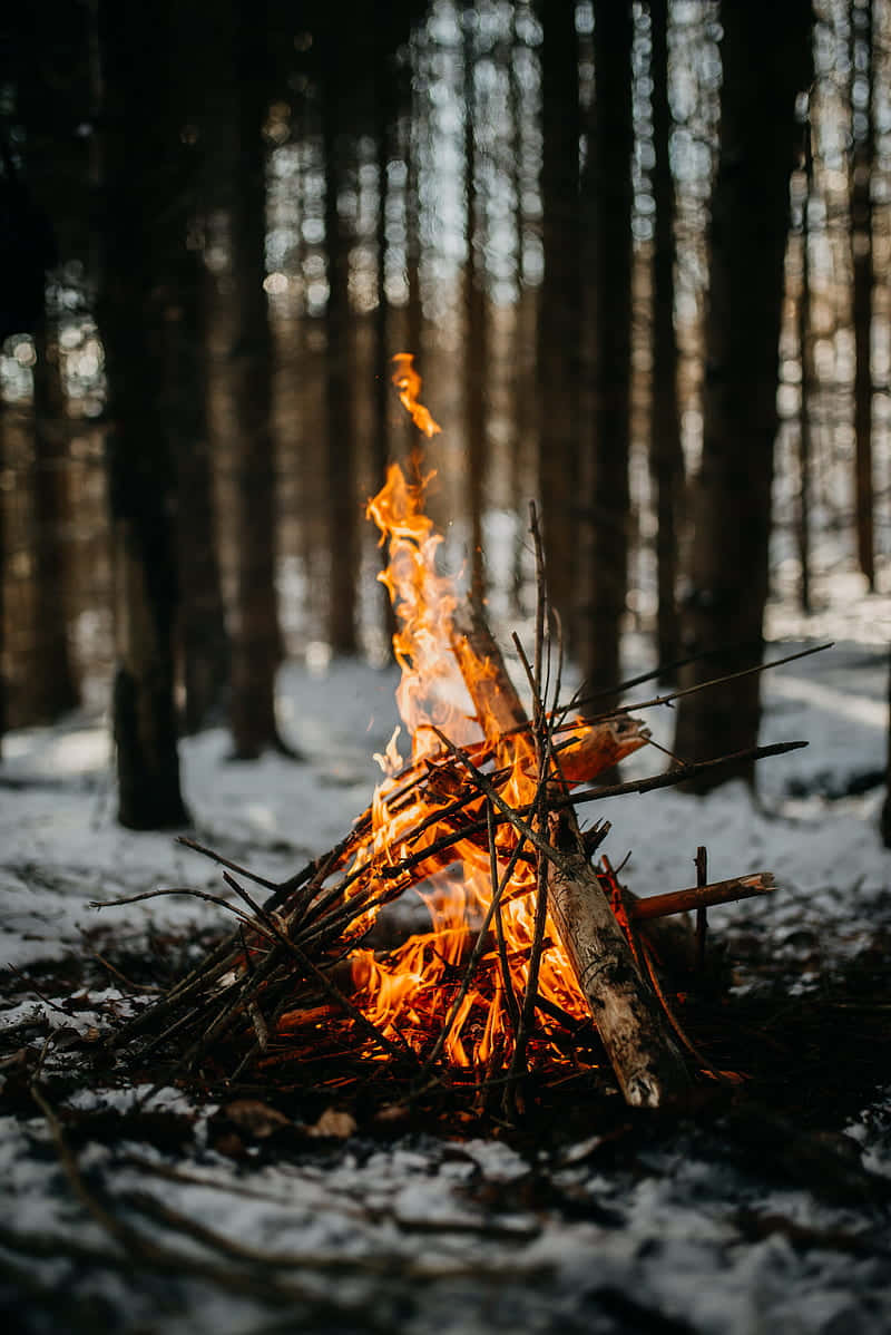 Camping 桌布 壁紙 — 在白雪覆蓋的森林中，高大的樹木和柔和的光線穿過樹枝，營火正噼啪作響地燃燒著。
