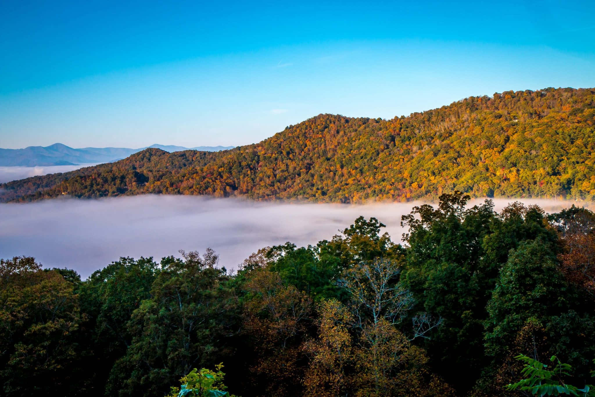 Blue Ridge Mountains 桌布 壁紙 — 在秋季日出時分，一個霧氣瀰漫的山谷覆蓋著森林覆蓋的山脈，天空清澈湛藍。