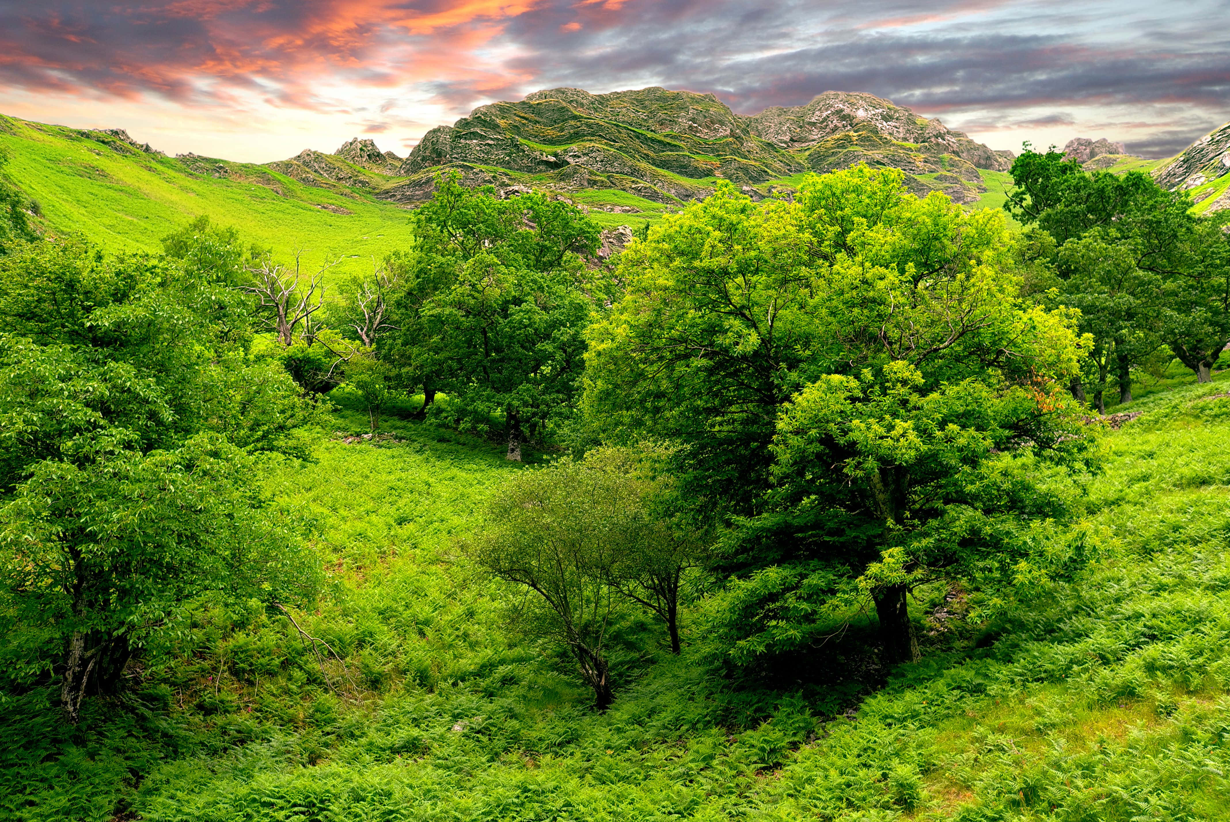 Green Landscape 桌布 壁紙 — 在粉紅色和橙色雲彩的戲劇性日落天空下，充滿活力的綠色樹木和起伏的山丘。