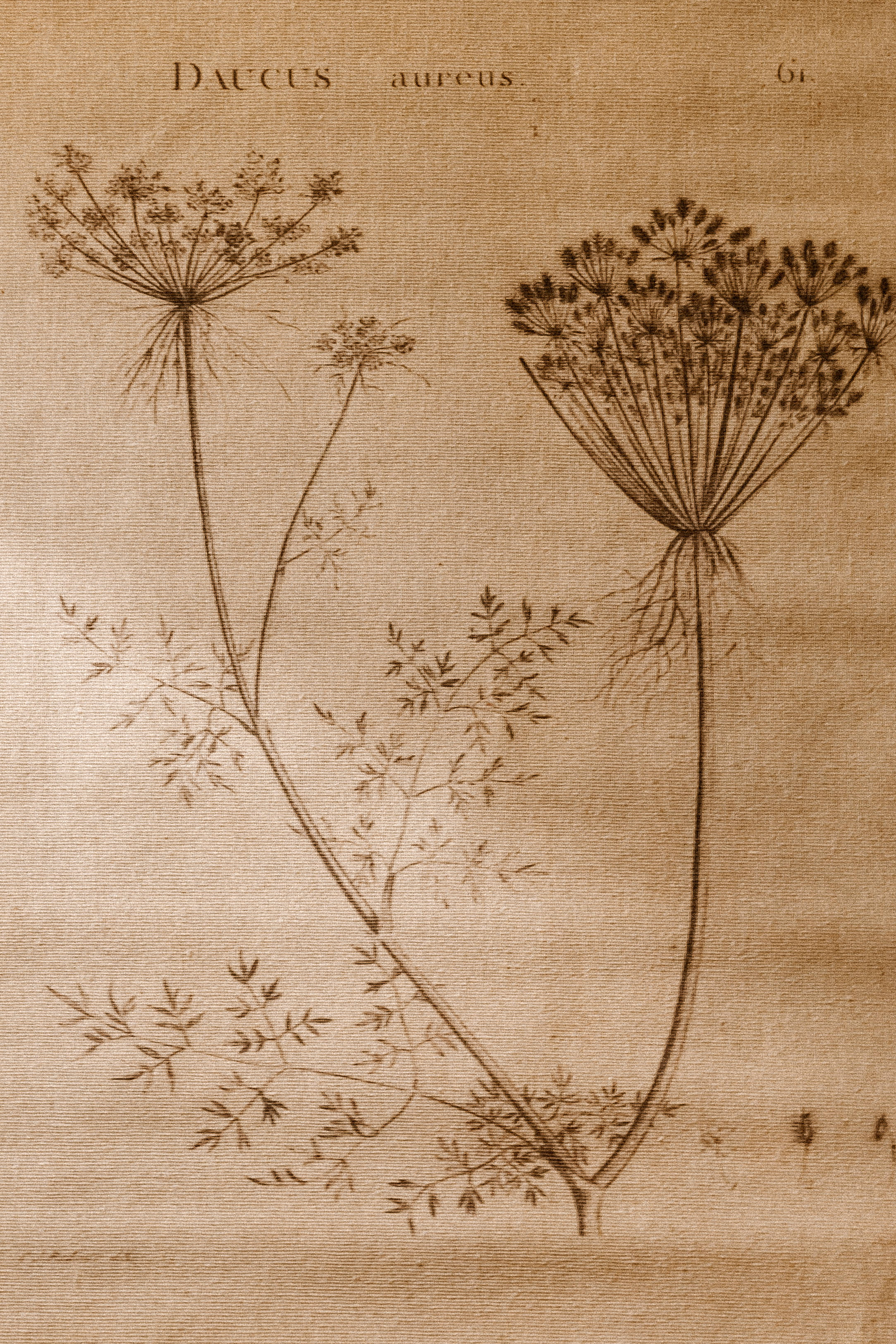Aesthetic Light Brown 桌布 壁紙 — 在紋理羊皮紙上繪製的Daucus aureus復古植物插圖，帶有精緻的莖和羽毛狀葉子。