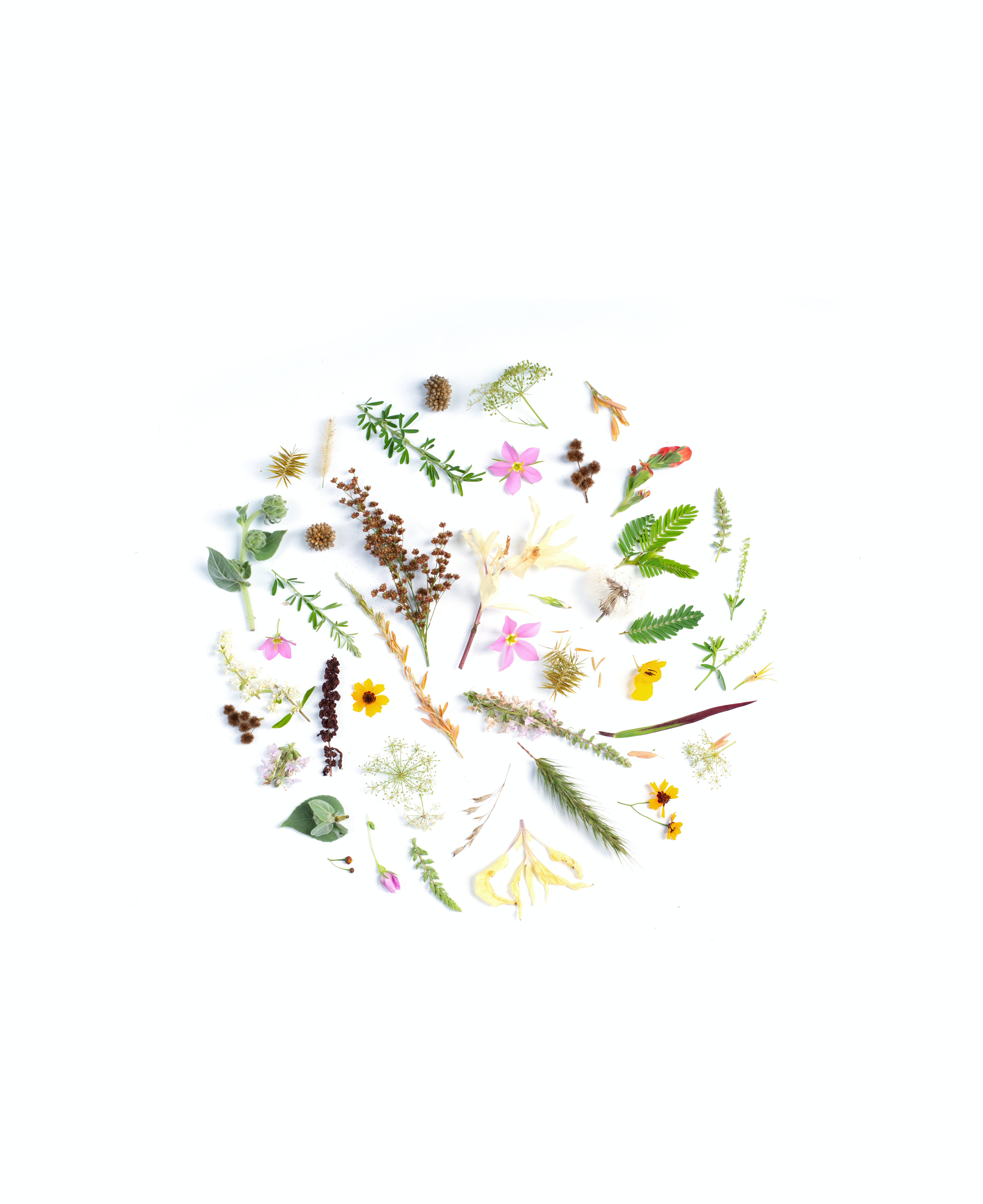 Circle 桌布 壁紙 — 在純白背景上，以乾燥野花和綠葉精心排列成一個精緻的圓形。