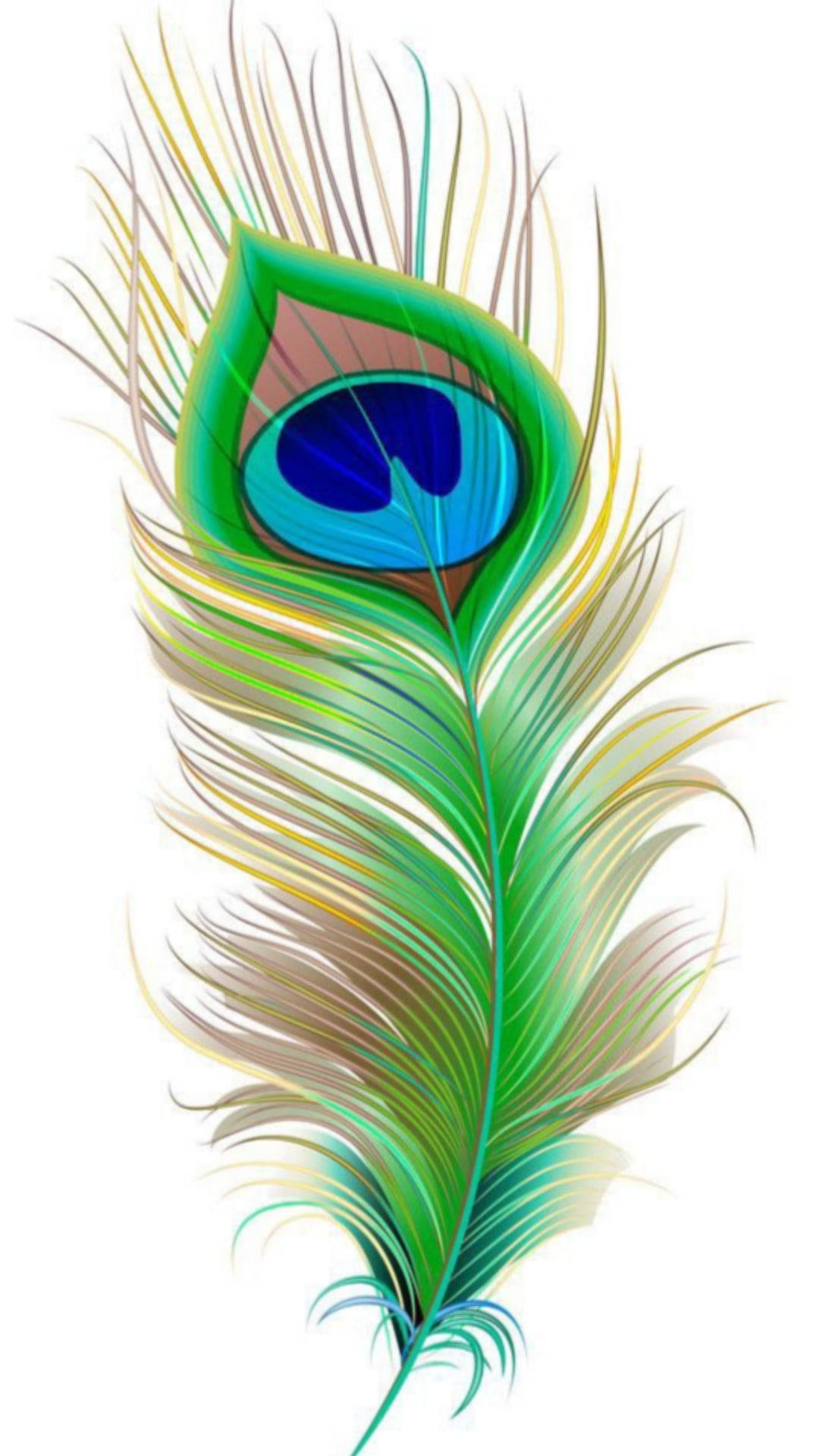 Mor Pankh 桌布 壁紙 — 在純白背景上，以數位方式渲染的鮮豔孔雀羽毛，帶有虹彩藍、綠和金色調。