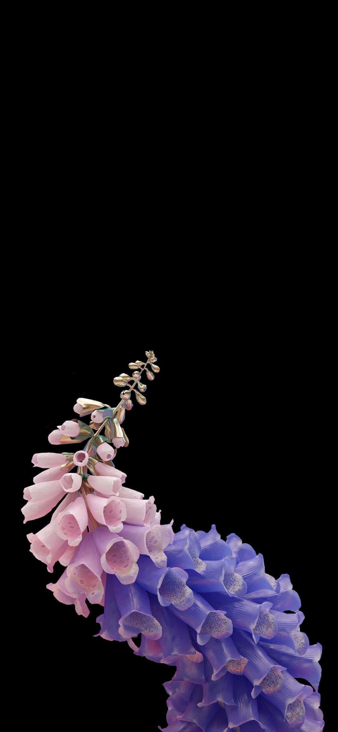 OLED 桌布 壁紙 — 在純黑色背景上，粉紅色和紫色的毛地黃花朵以引人注目的垂直排列呈現。