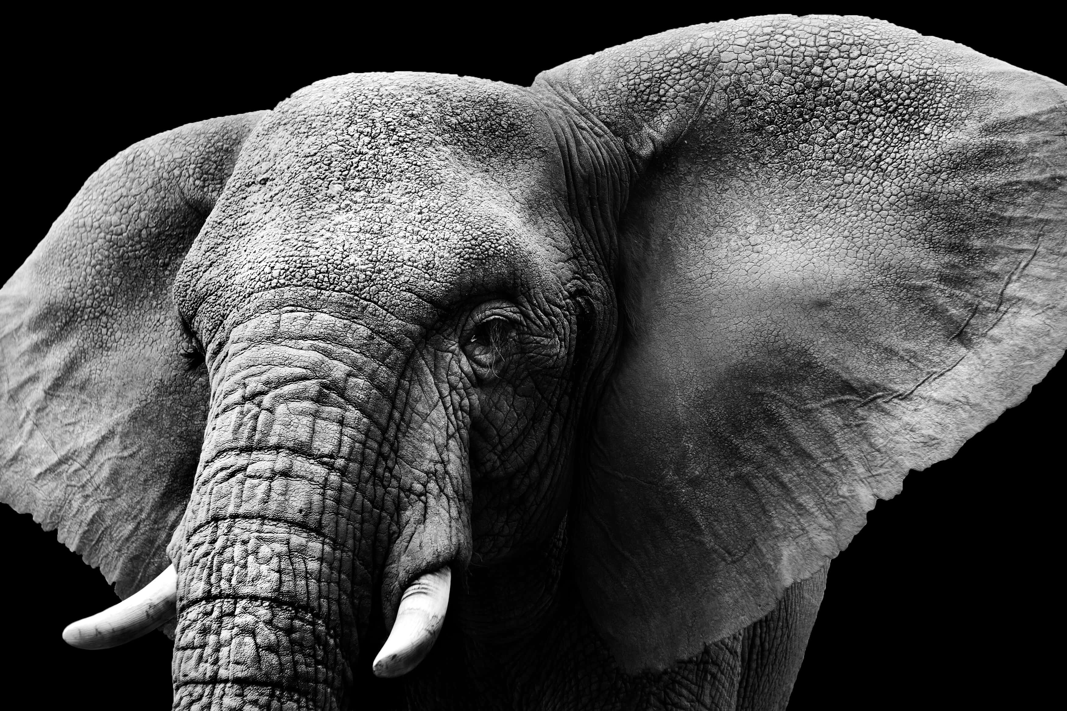Elephant Laptop 桌布 壁紙 — 在純黑色背景下，大象紋理臉部的戲劇性黑白特寫。