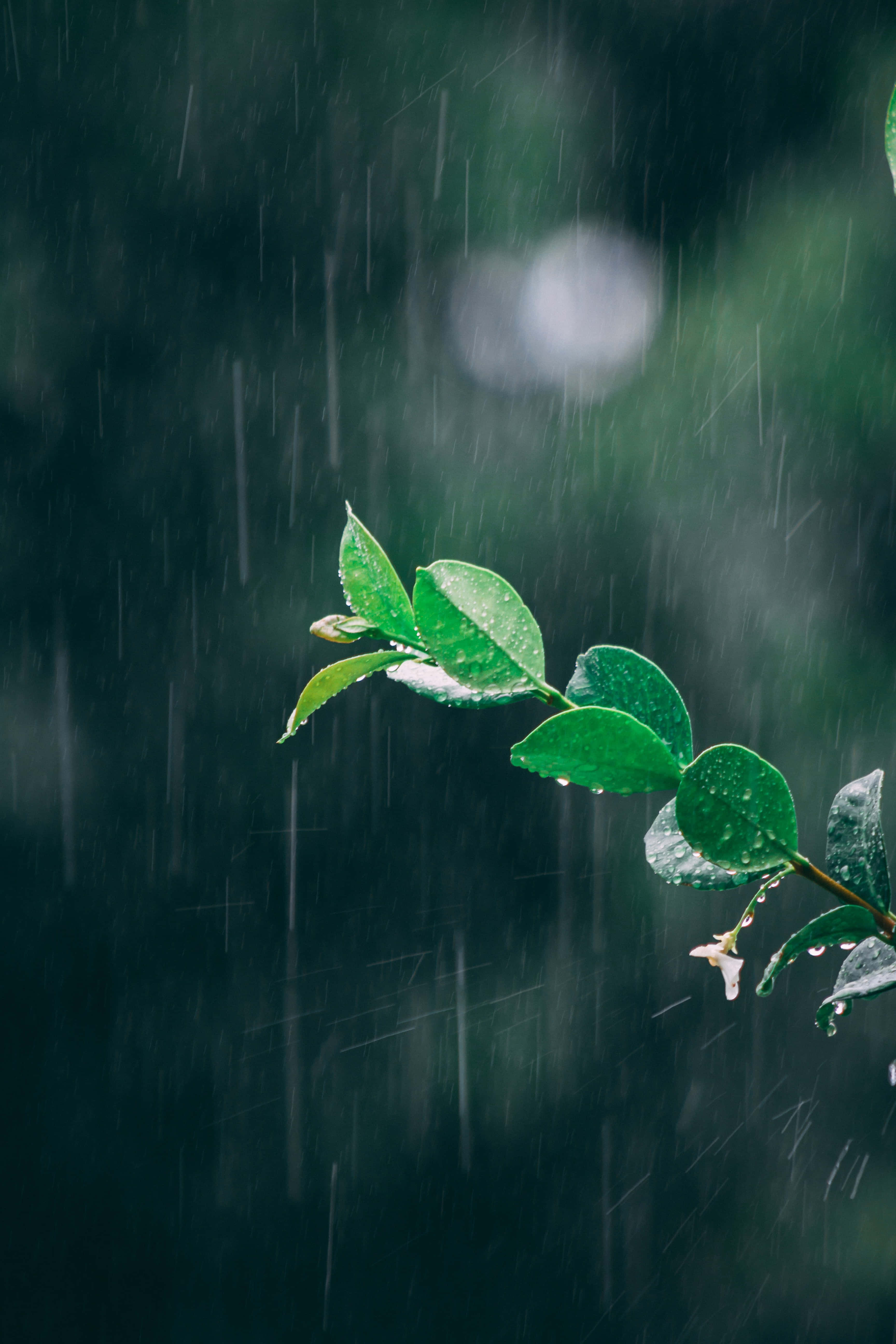 下雨 桌布 壁紙 — 在細雨中，一條充滿活力的綠色樹枝在模糊的黑暗森林背景下閃爍著雨滴。