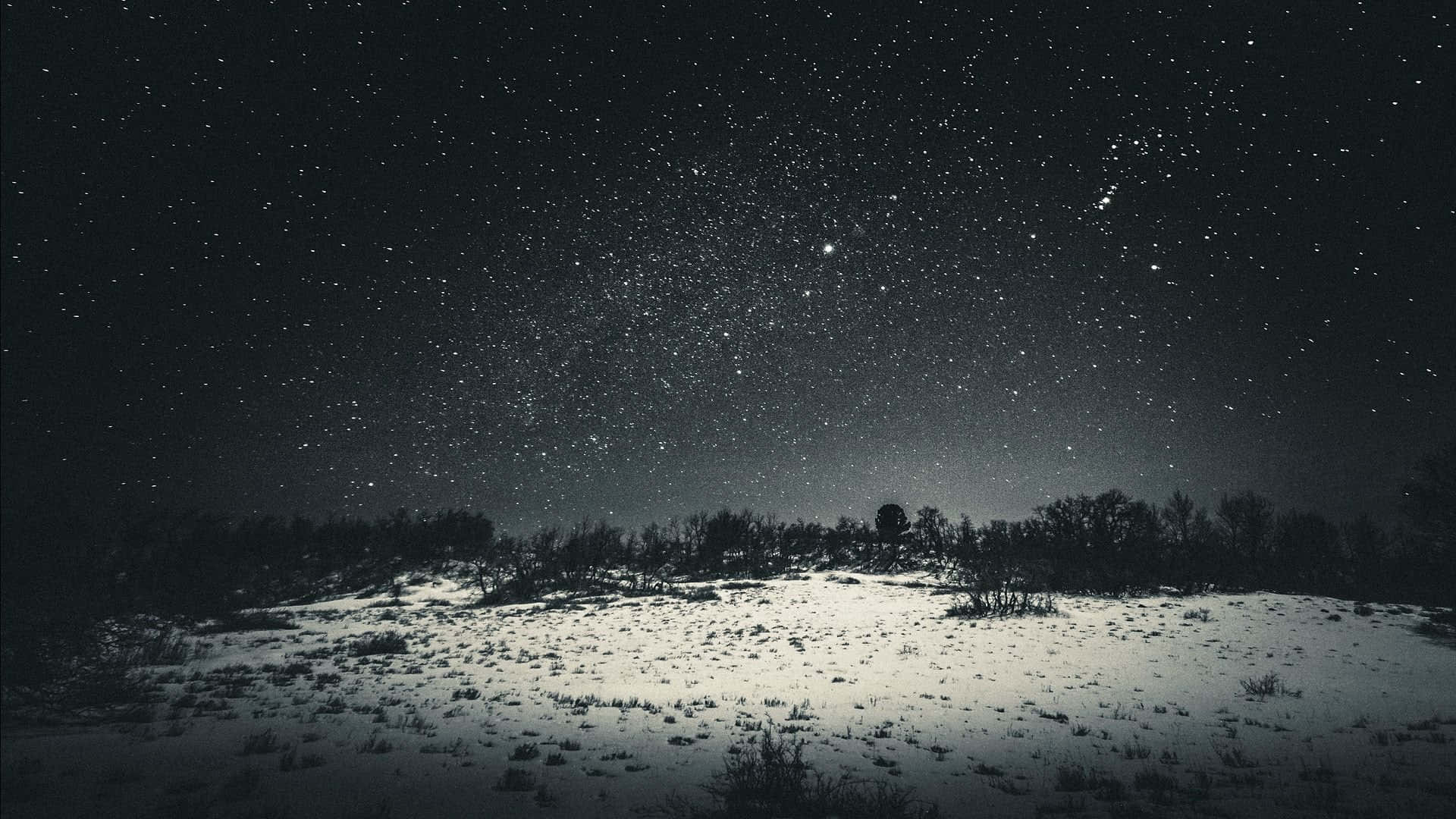 桌布 壁紙 — 在繁星點點的夜空下，地平線上樹木剪影的雪冬景色。