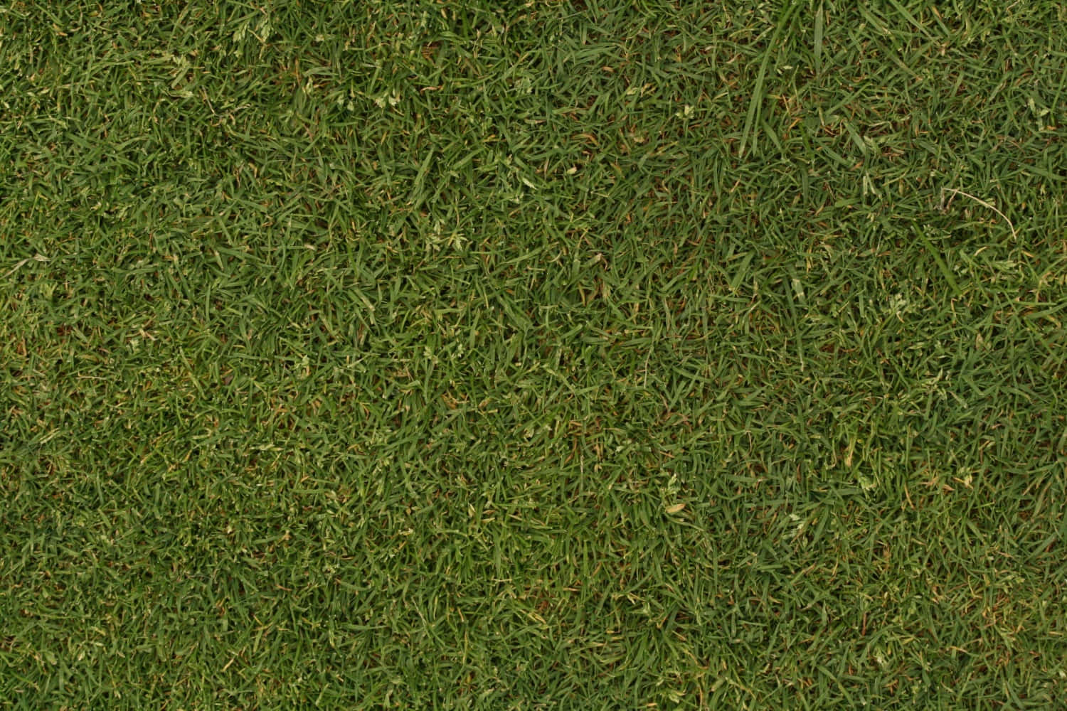 Grass Texture 桌布 壁紙 — 在自然日光下，茂密綠色草葉的特寫，帶有微妙的棕色尖端。