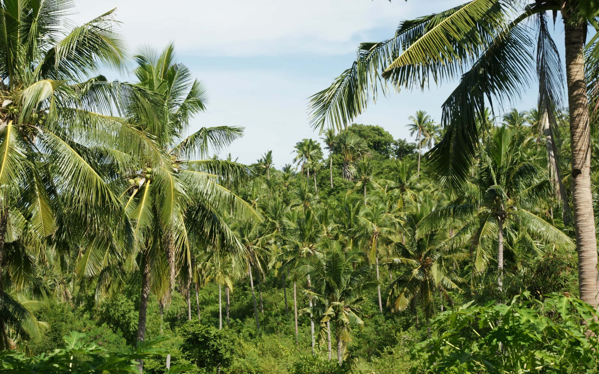 Coconut Tree 桌布 壁紙 — 在茂密的熱帶叢林中，高聳的棕櫚樹帶著茂盛的綠色樹葉，向著明亮的藍天伸展。